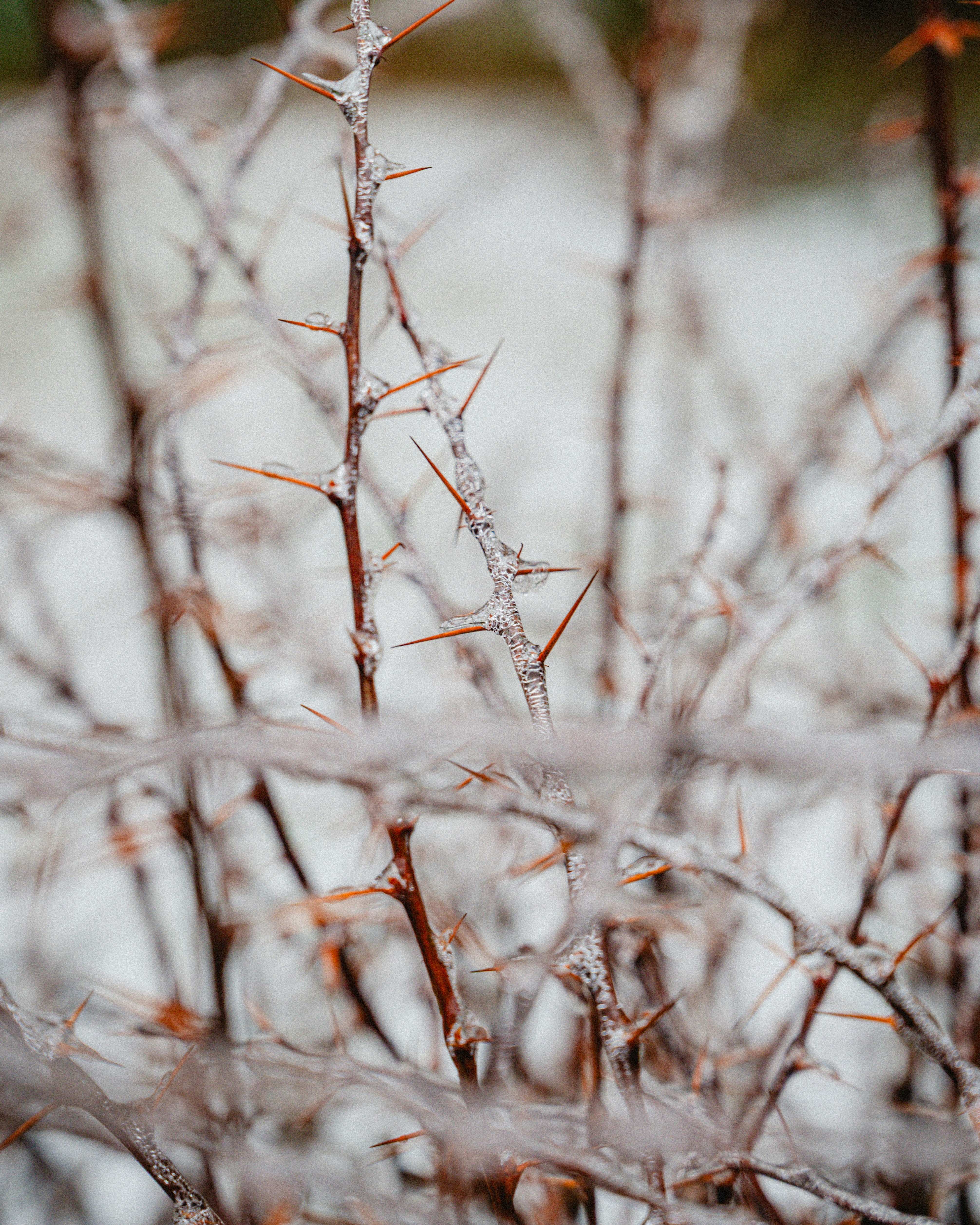 Photo by luca_severin