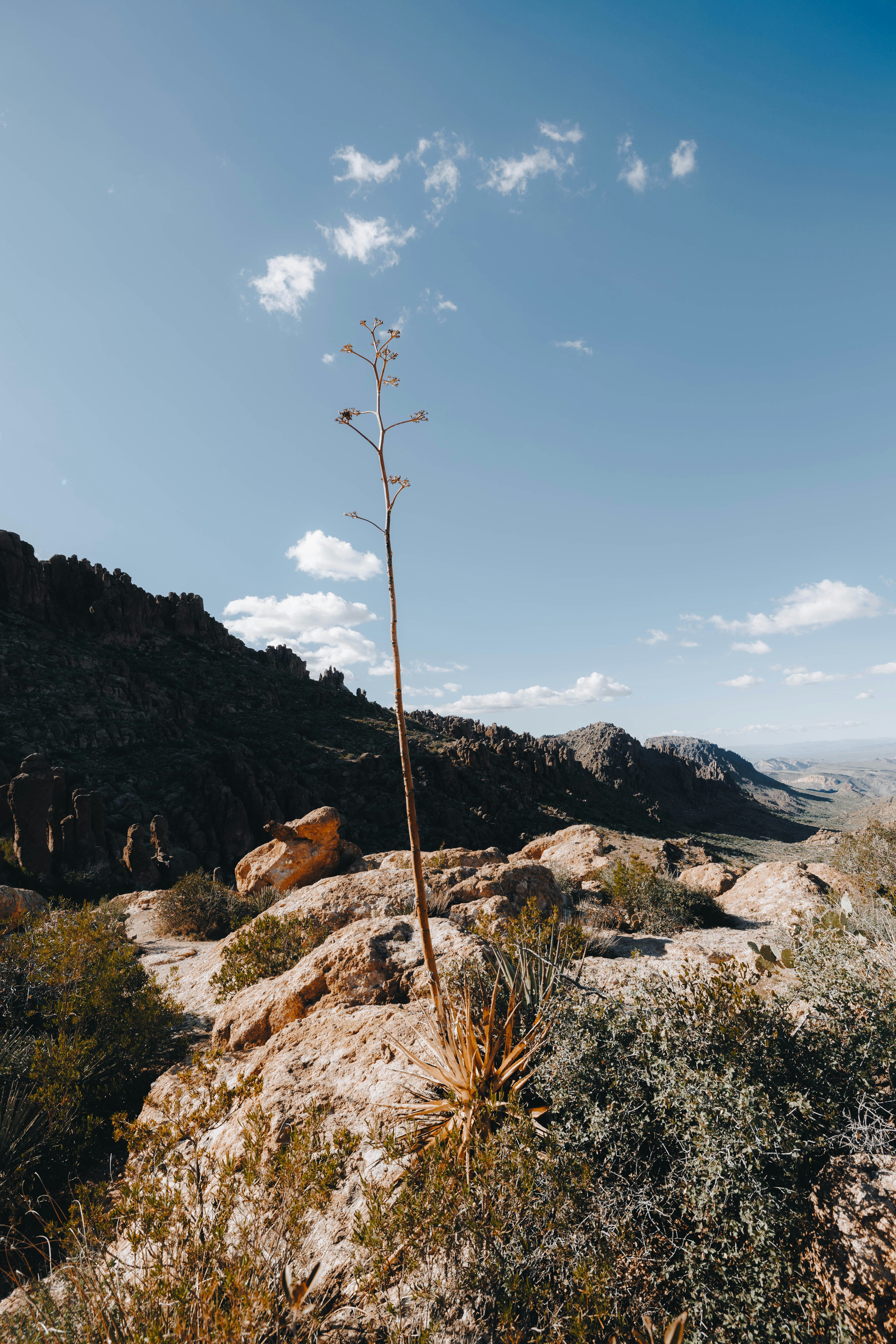 Photo by jeffersonsees