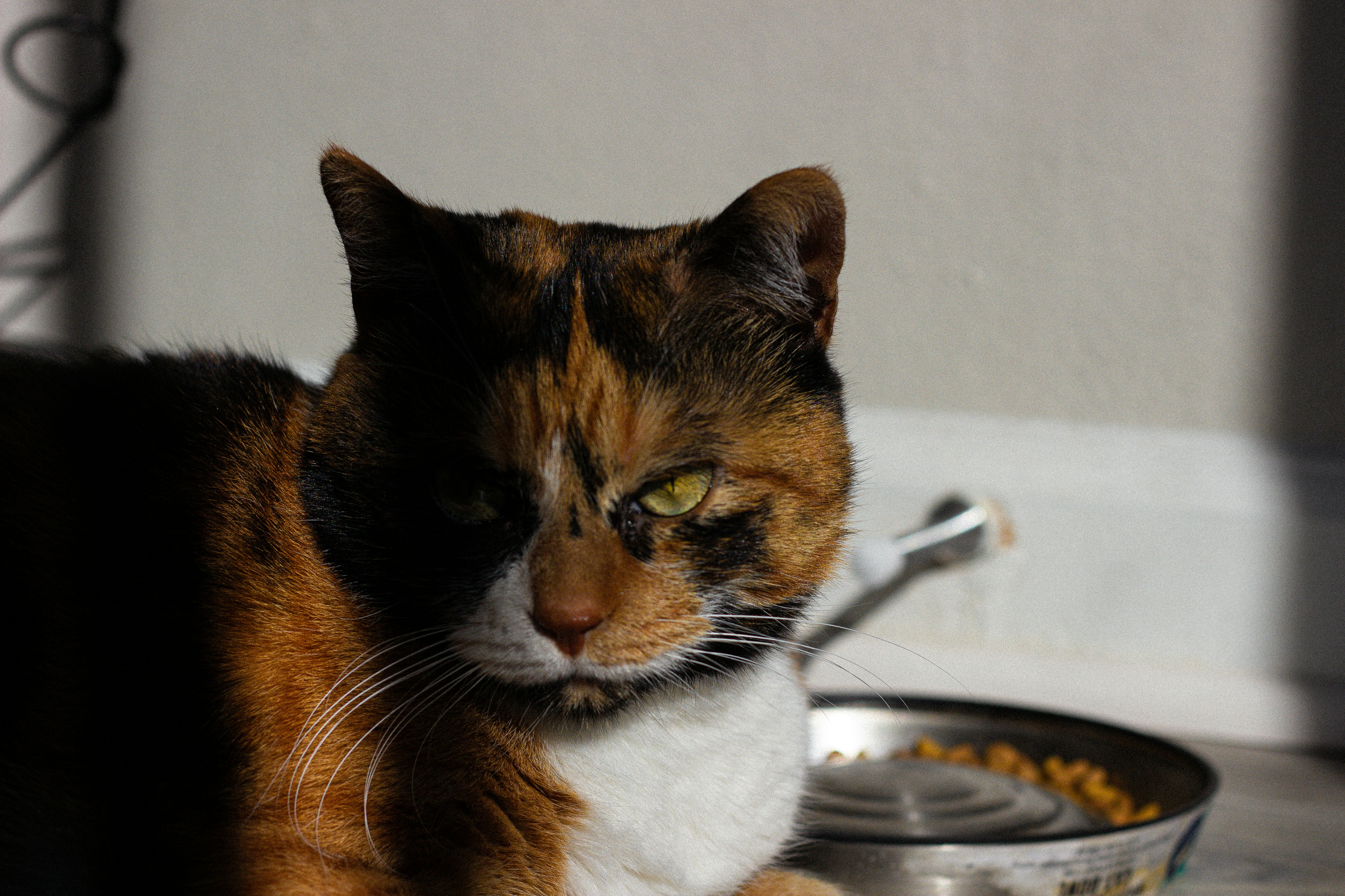 cat looking at food bowl skeptically