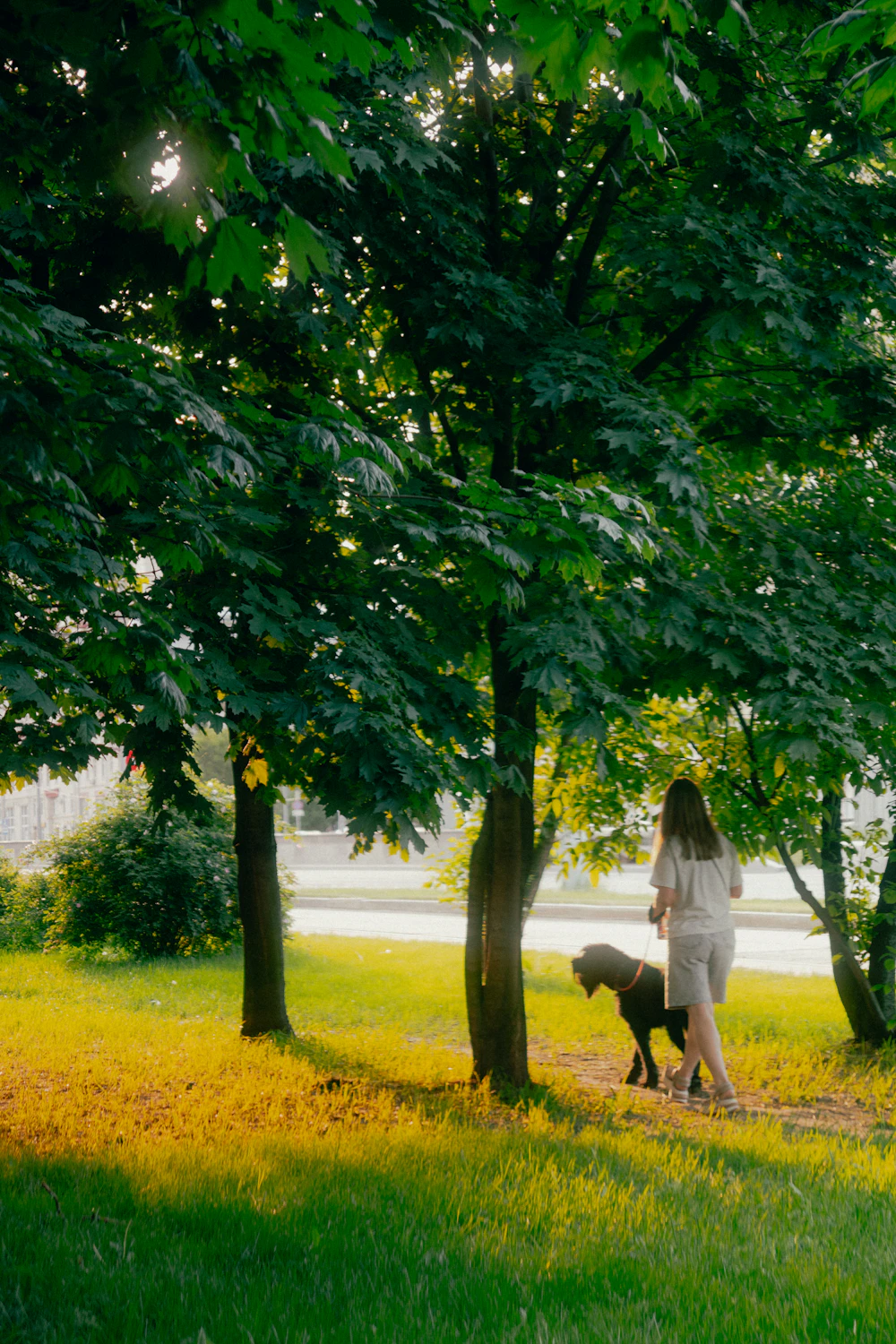 Person walking a dog in a green city park