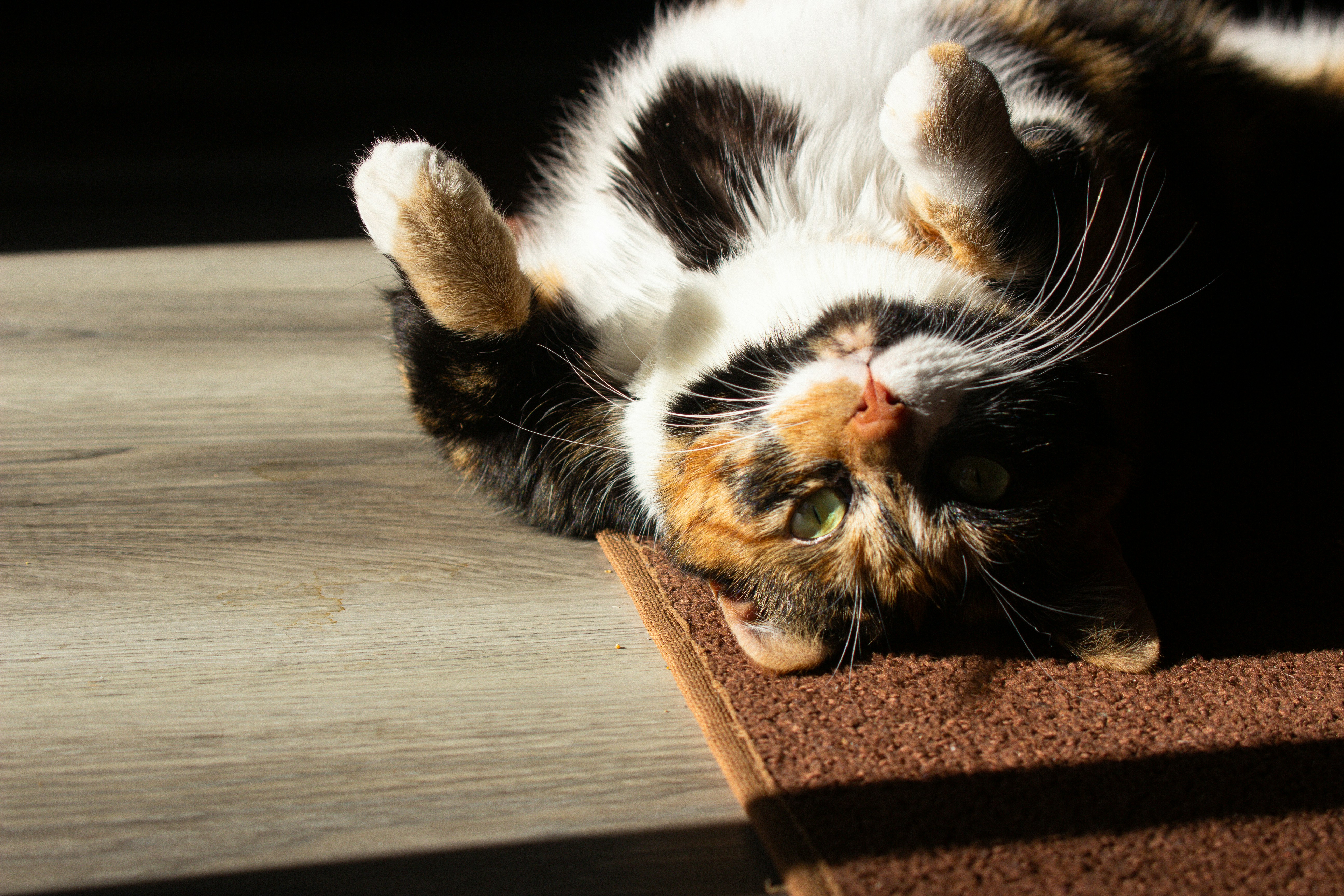 A calico cat lies on its back in sunlight.