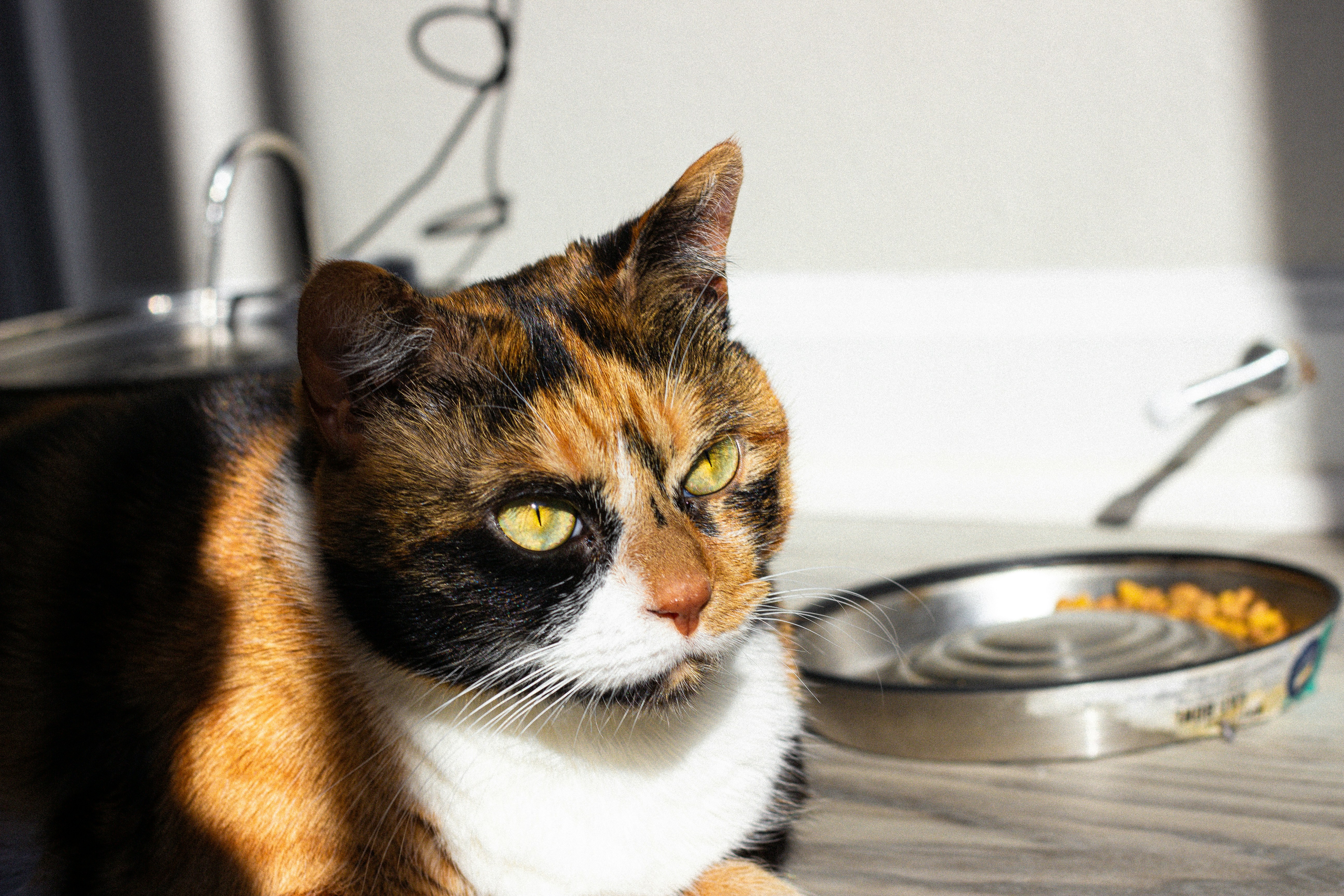 How to Choose the Best Wet Cat Food for Senior Cats: Beyond the 'Premium' Label