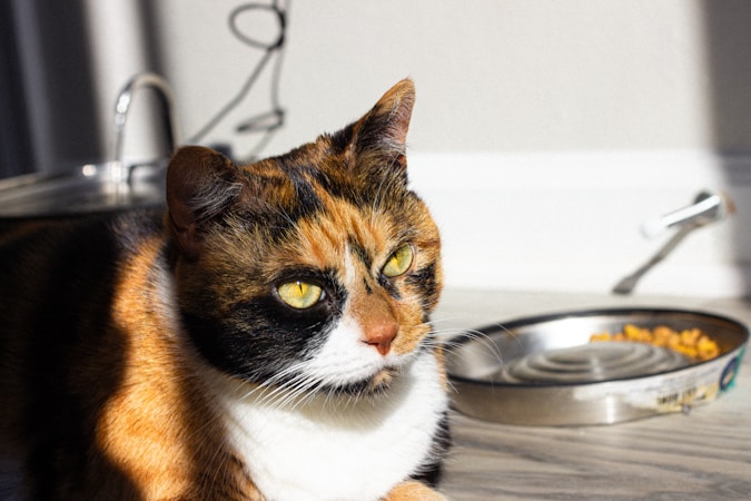 Best Cat Food Brands UK: Vet-Recommended