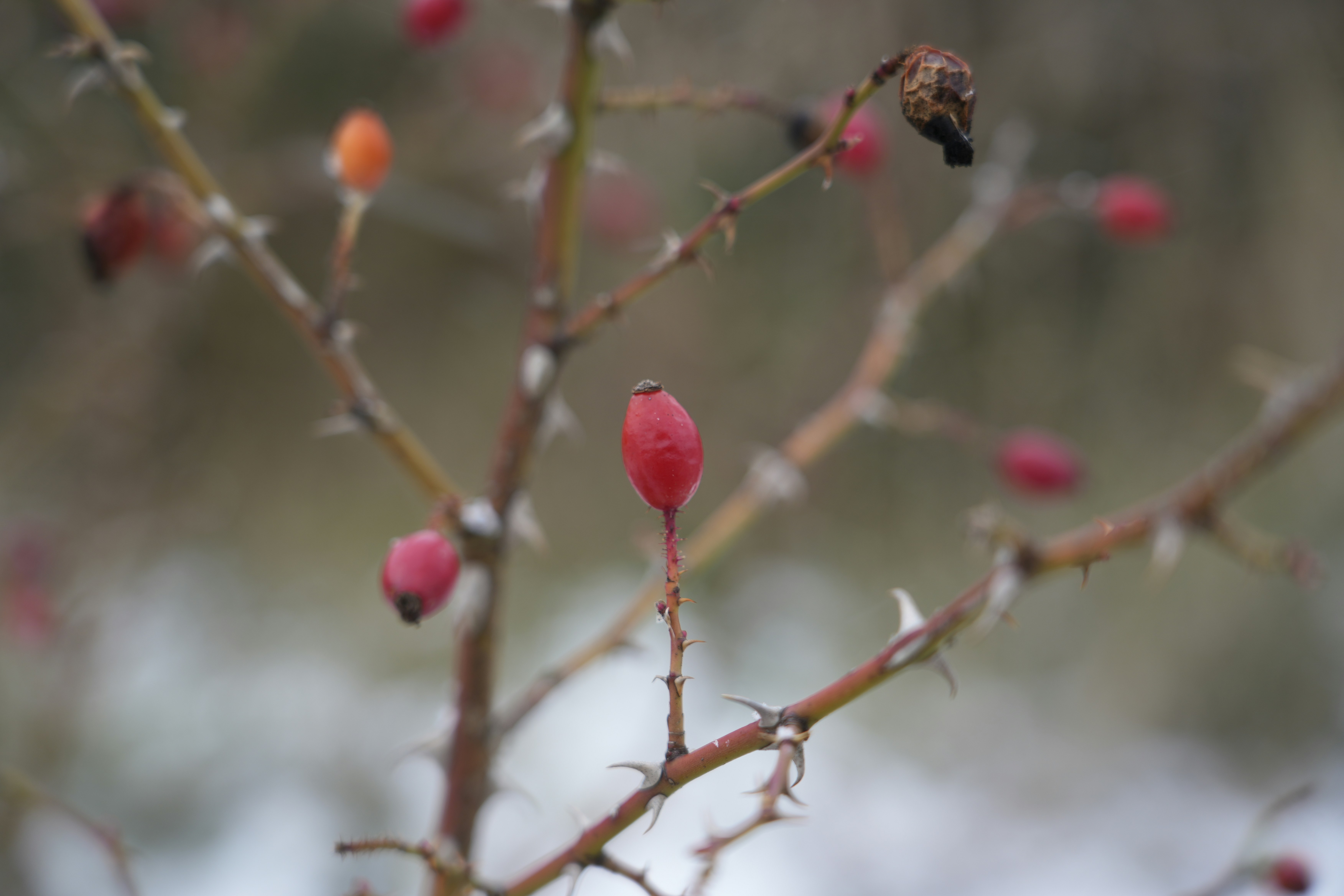 Photo by antjewinkler