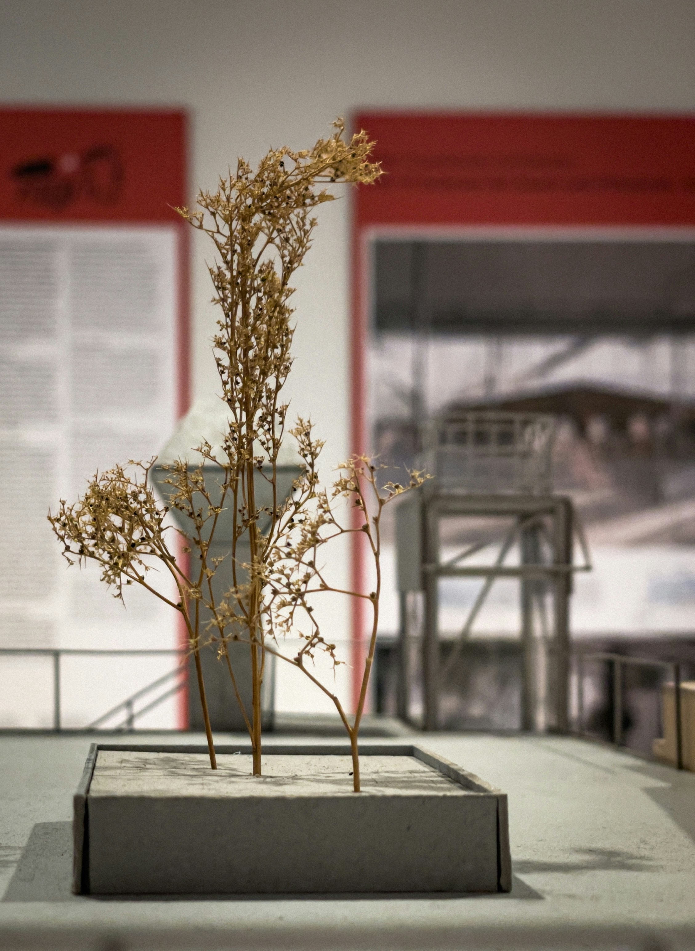 Model of dried plants in a display case.