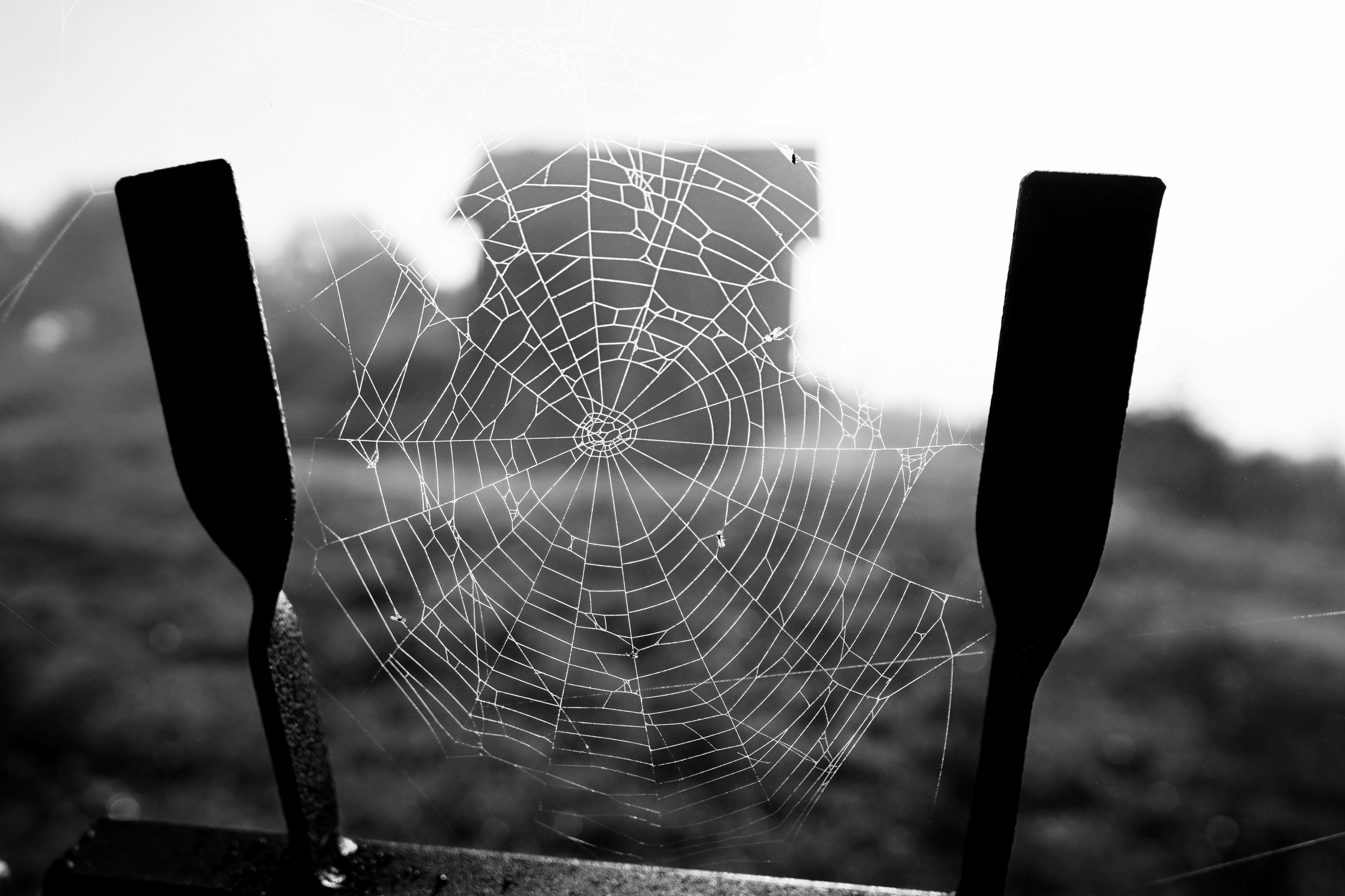 Gotas de rocío en una telaraña entre dos remos