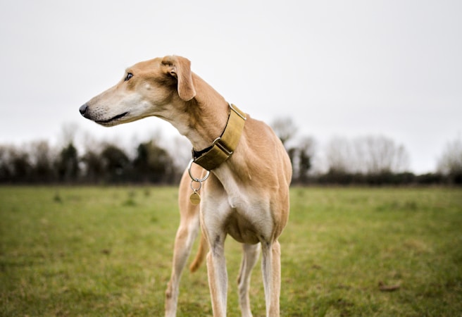 Greyhound