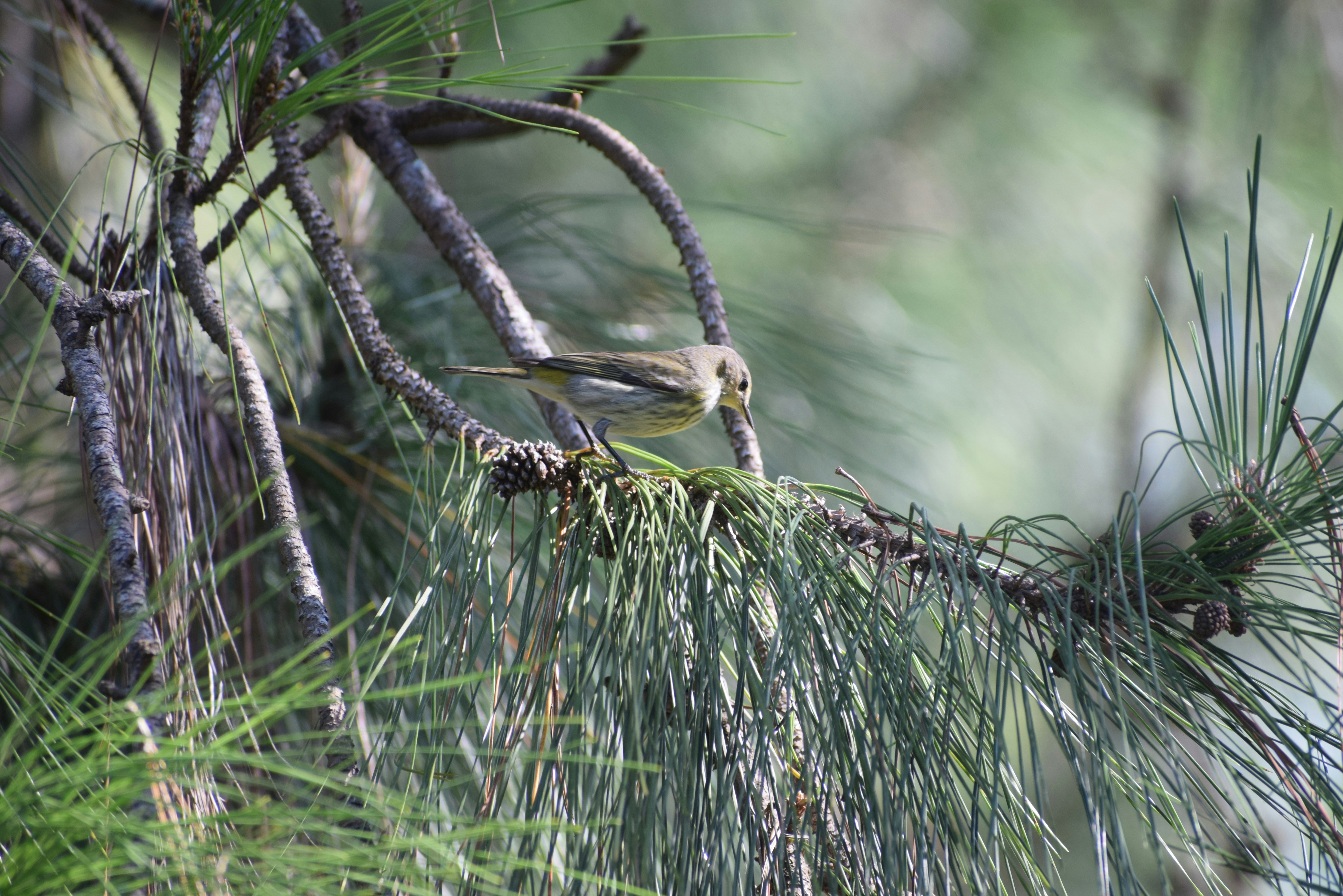 Photo by menesesangel