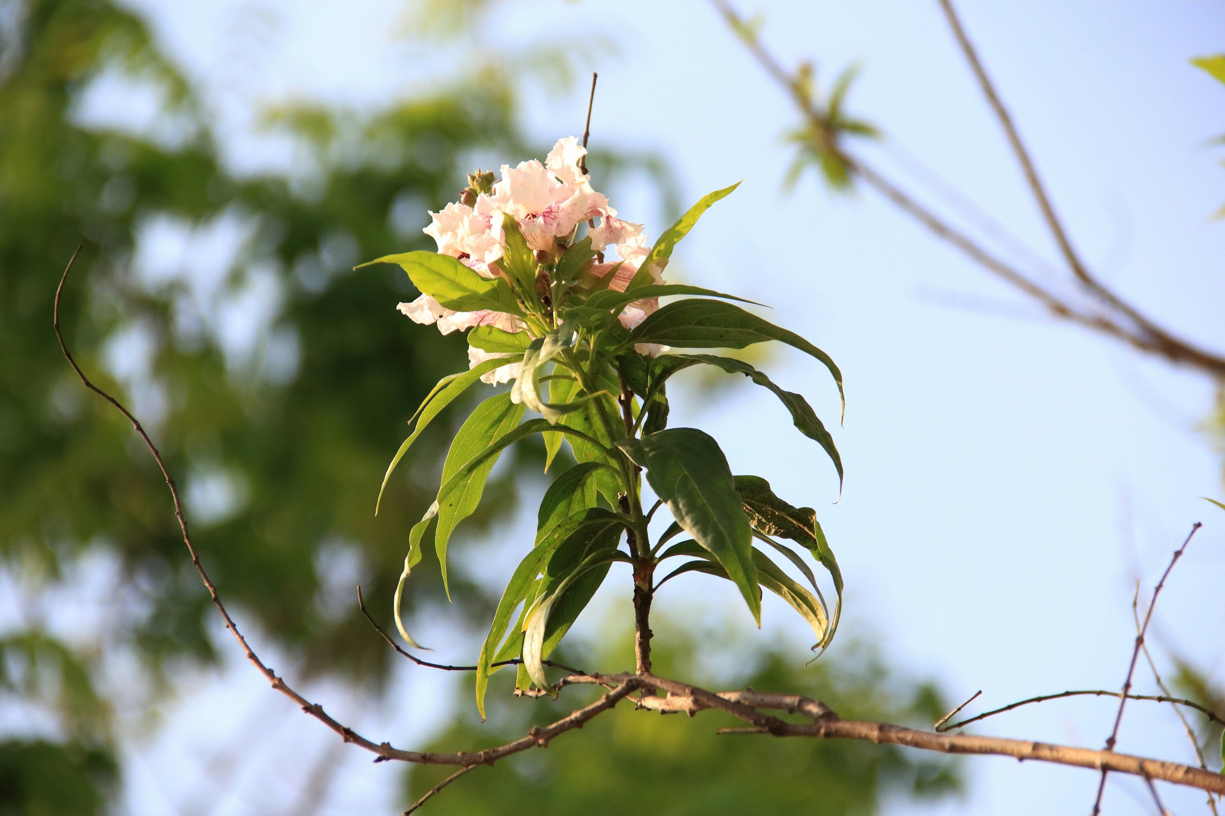 Delicadas flores rosas florecen en una rama frondosa.