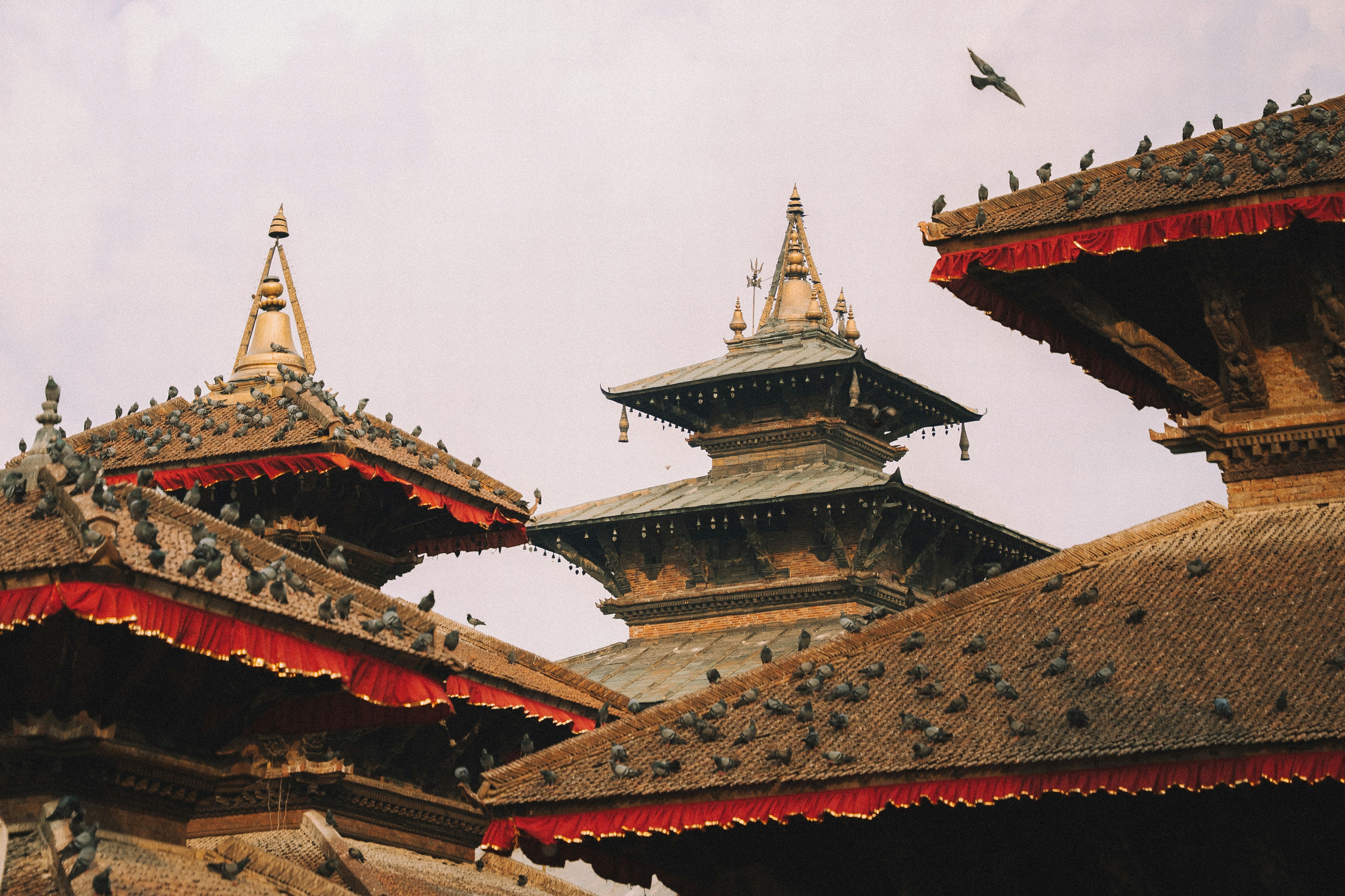Rooftops of ancient temples with many birds perched.