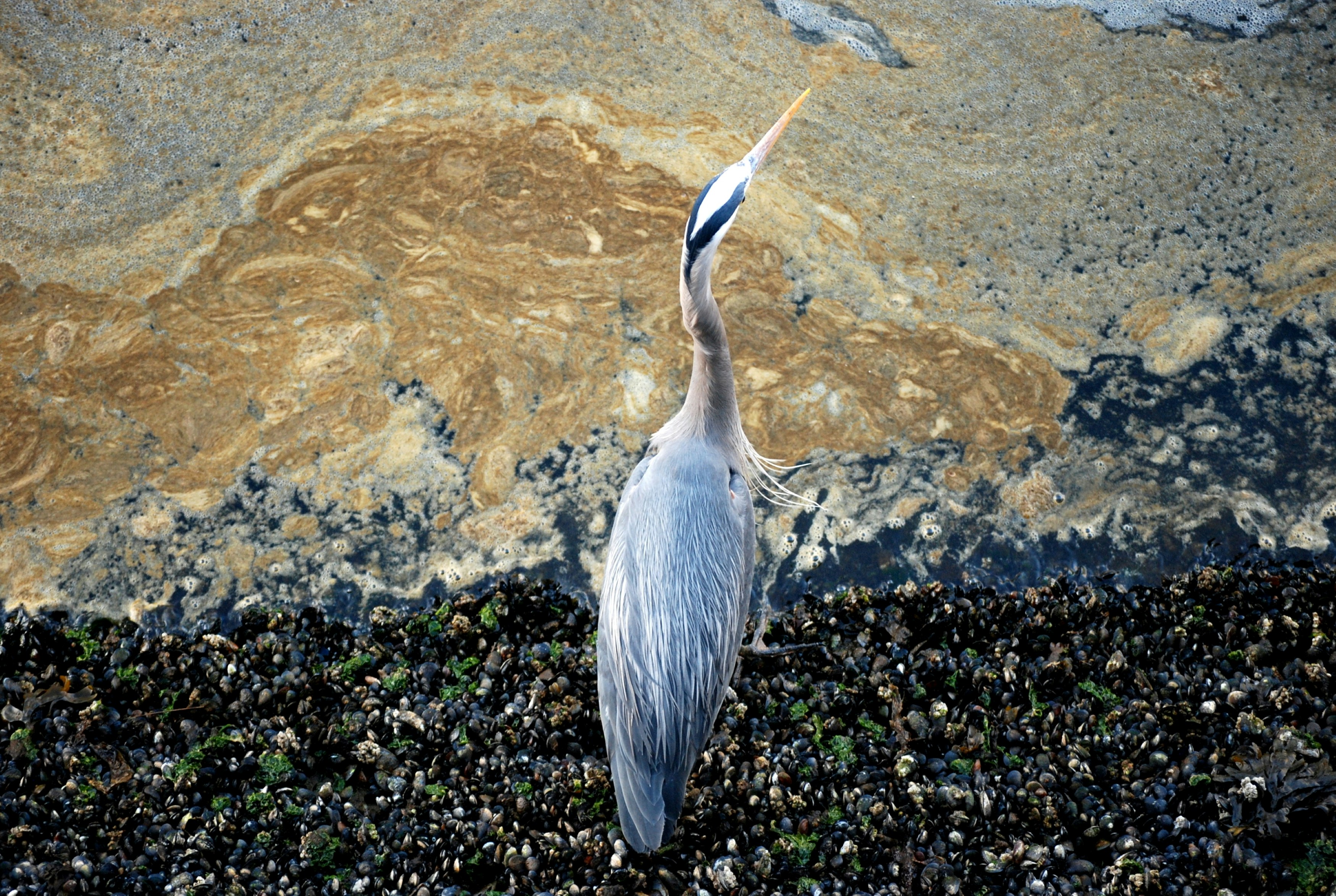 Una garza azul grande se encuentra junto a la orilla del agua.