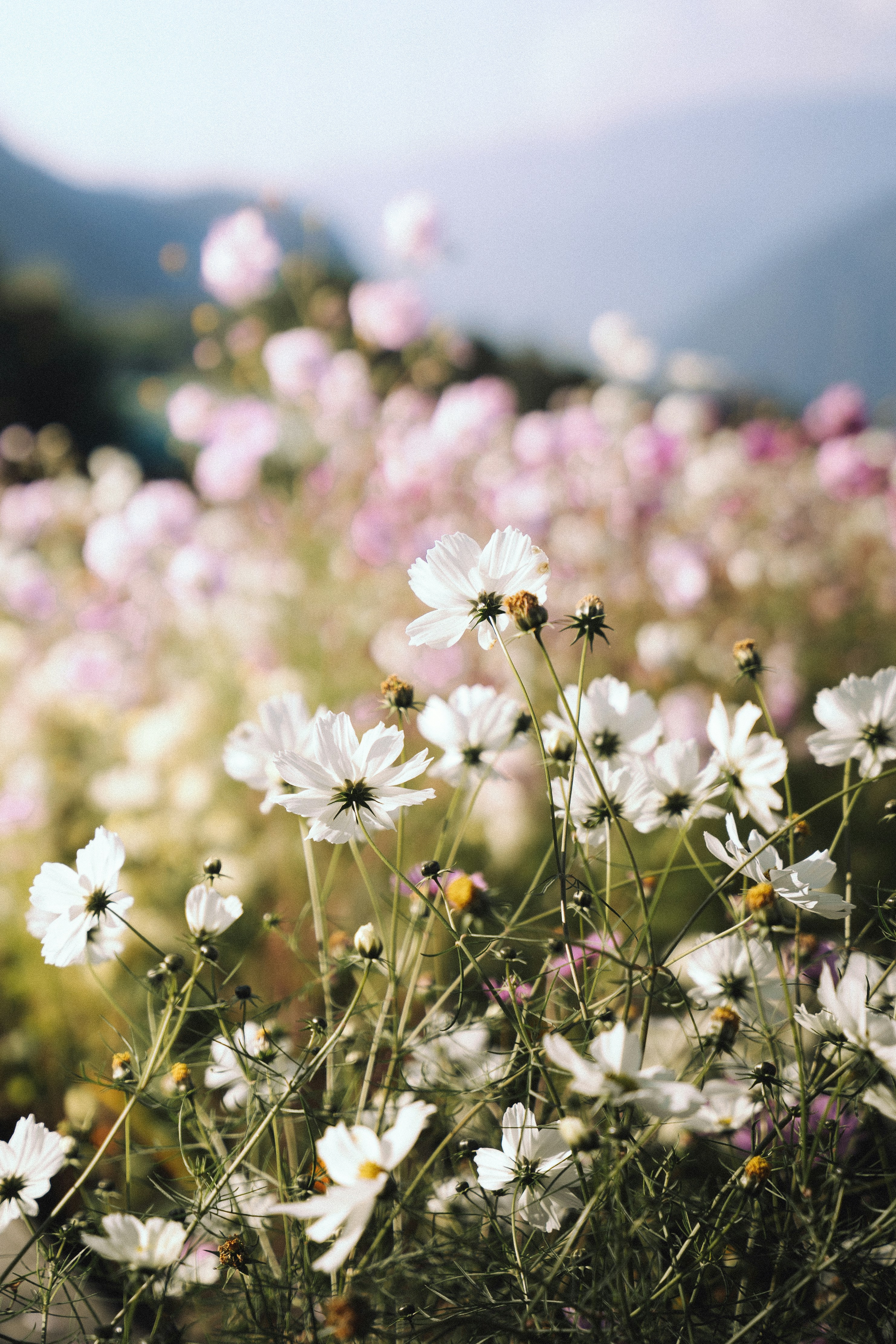 Field of white and pink cosmos flowers in bloom