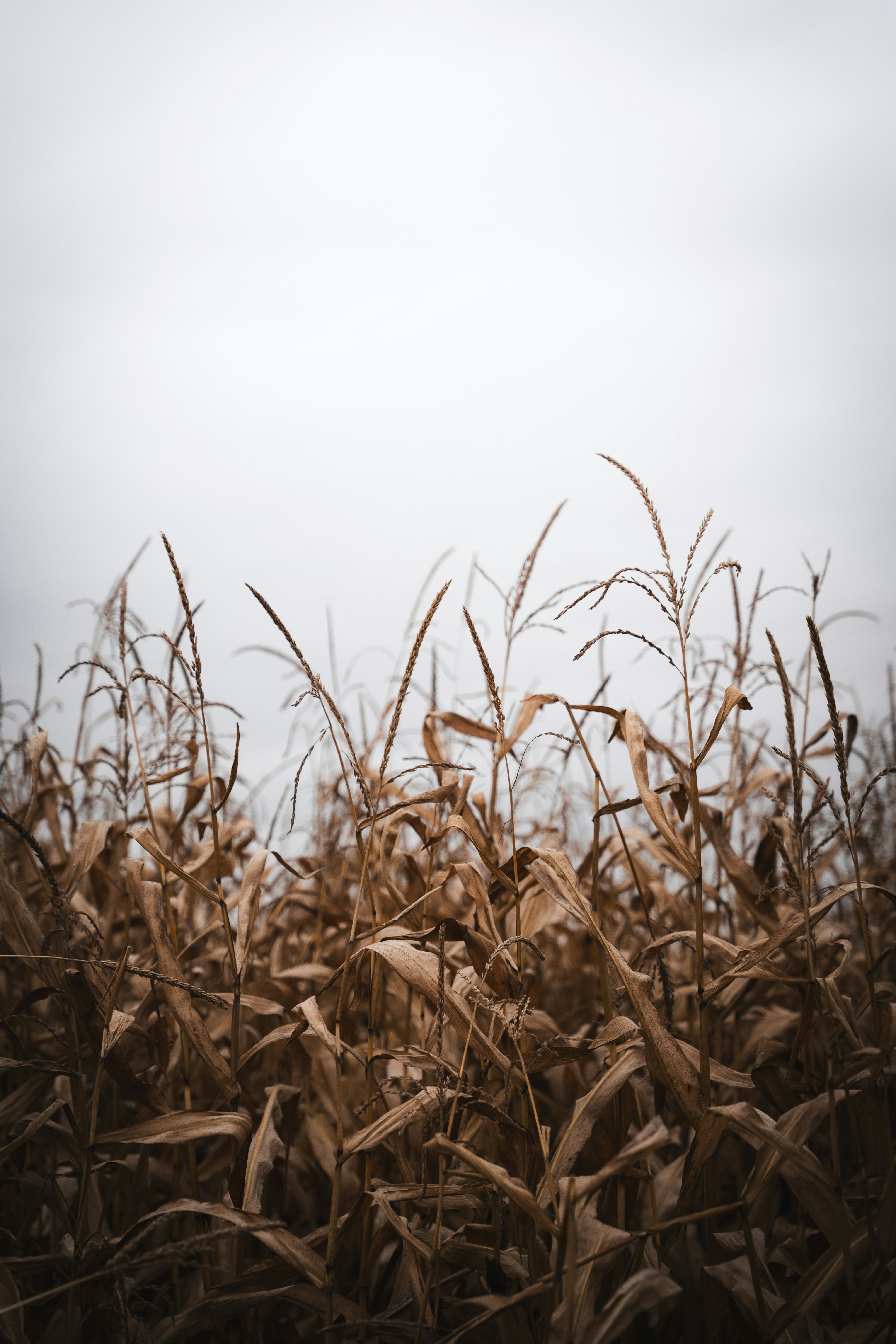 Dry corn stalks in a field under a cloudy sky