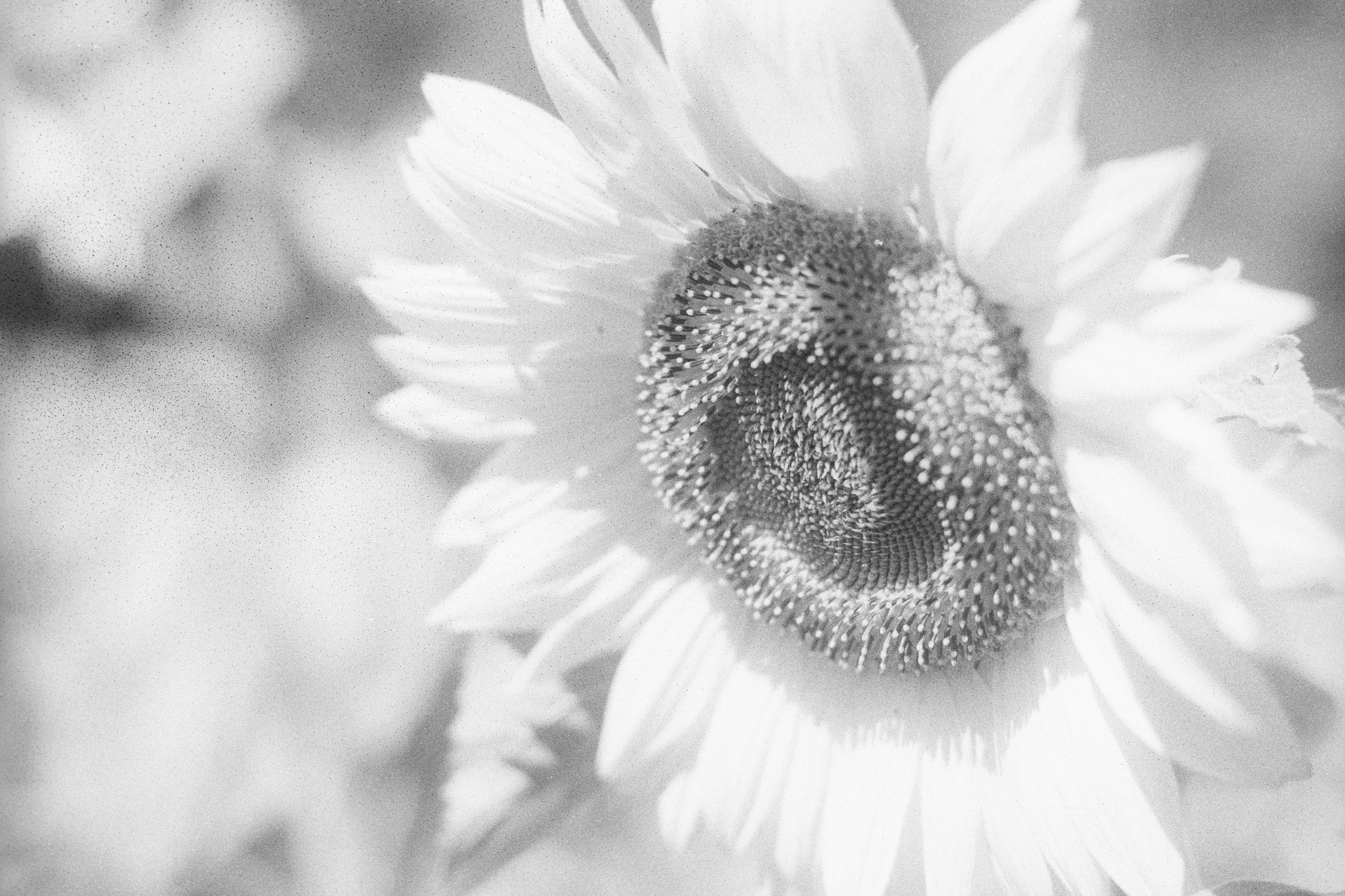 Photo by dickenslin76