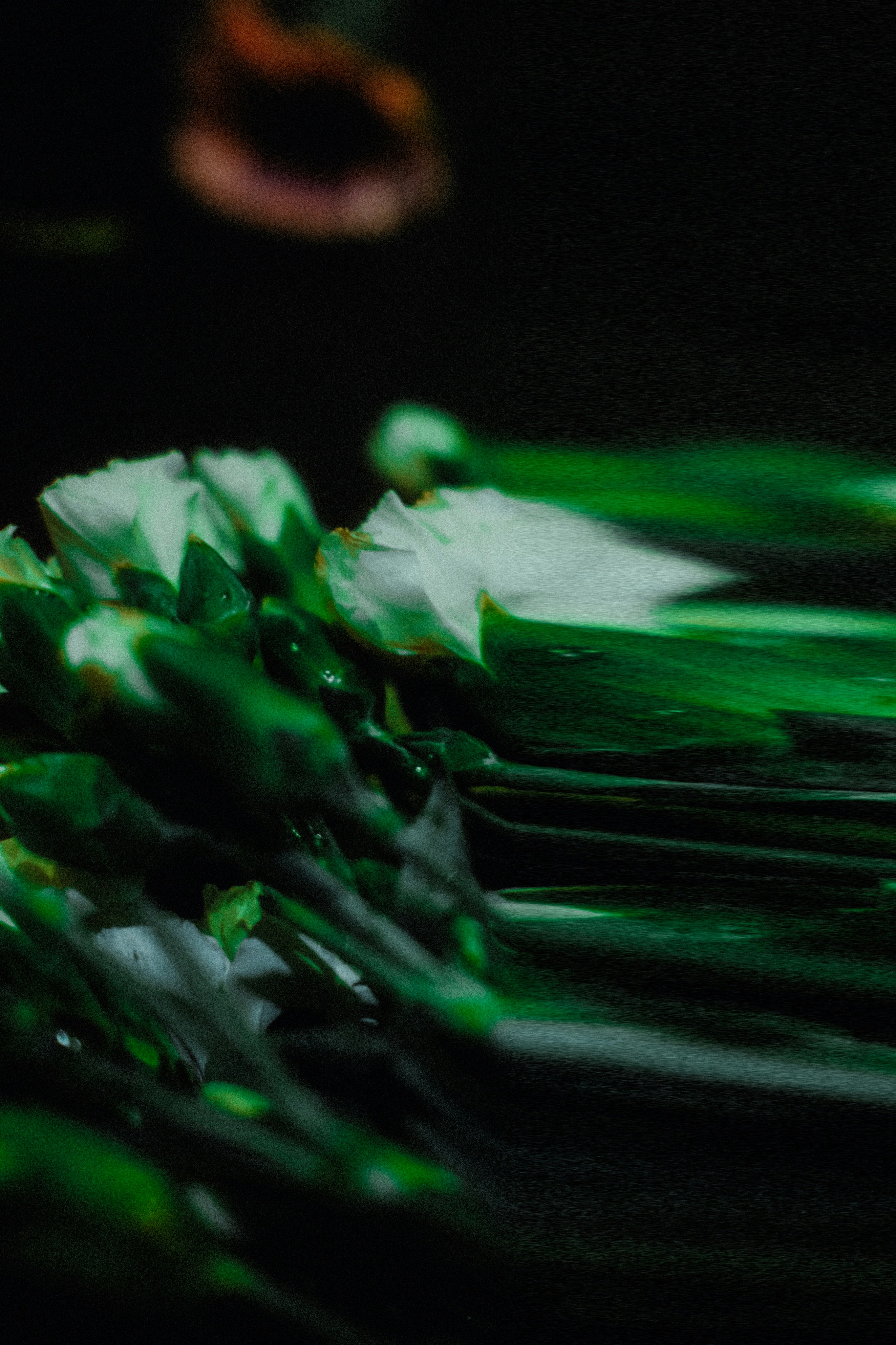 White flowers with green leaves against black background