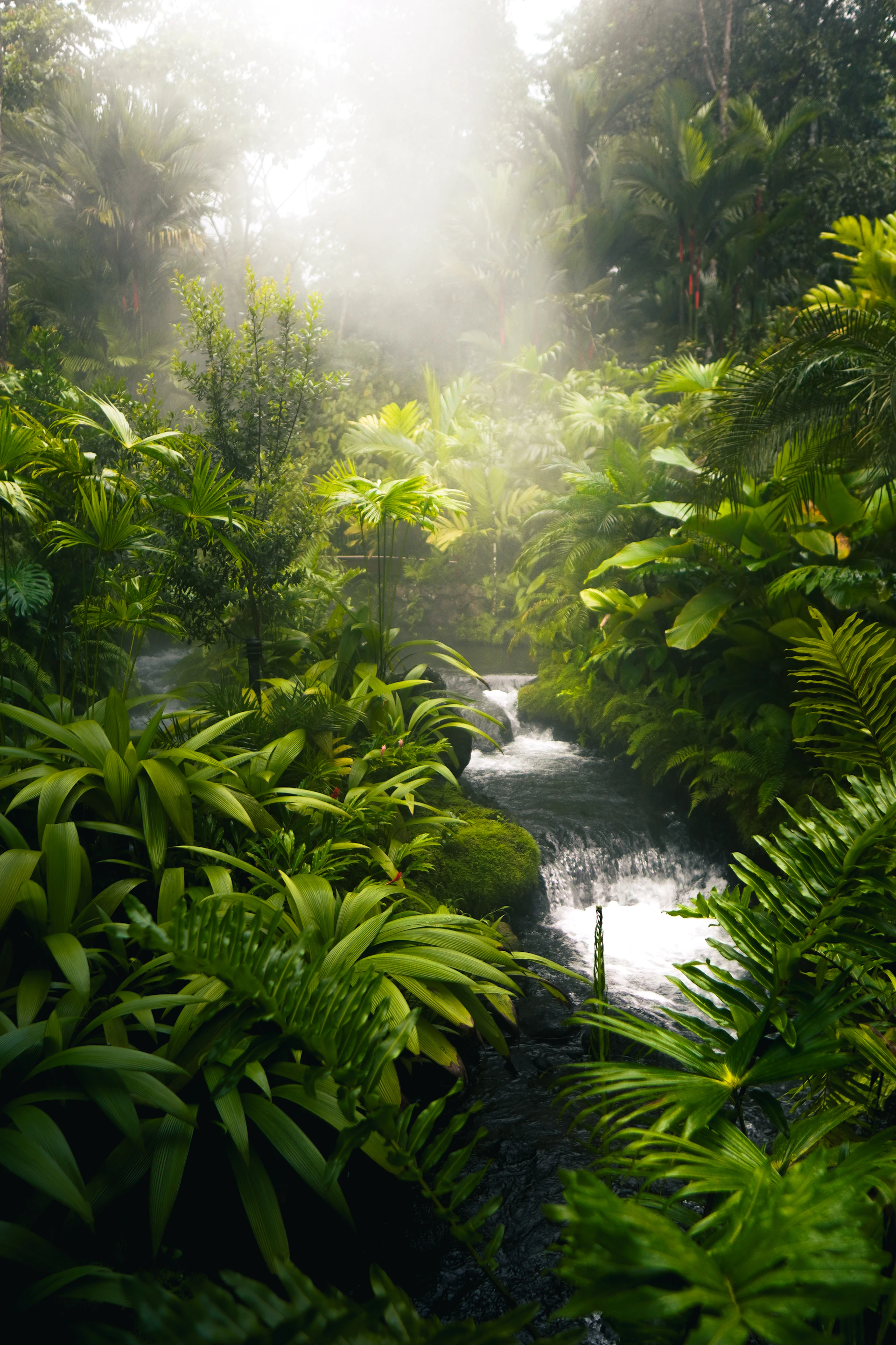 Lush green jungle with a flowing stream and mist.