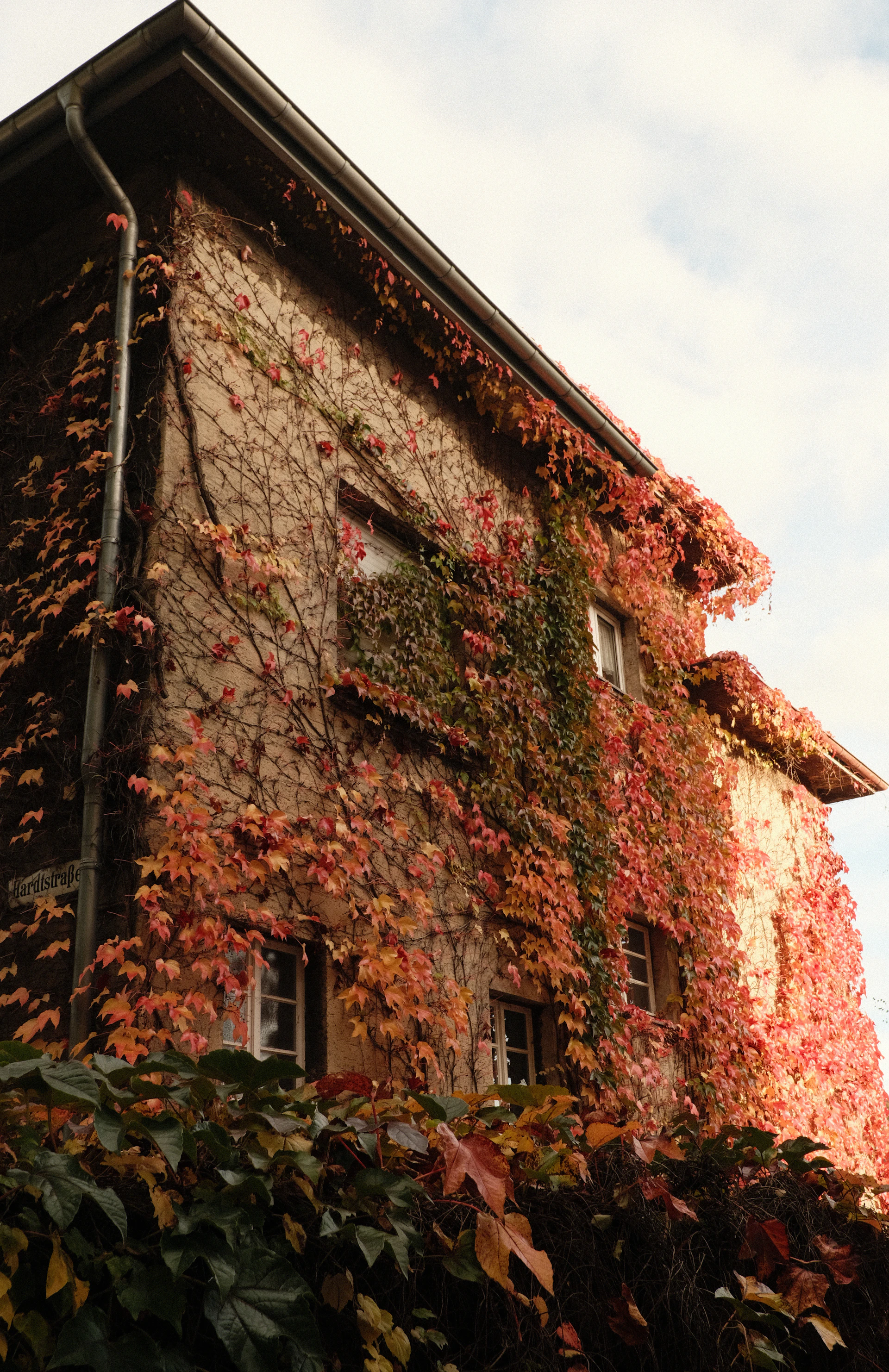 Building covered in red and green ivy in autumn.