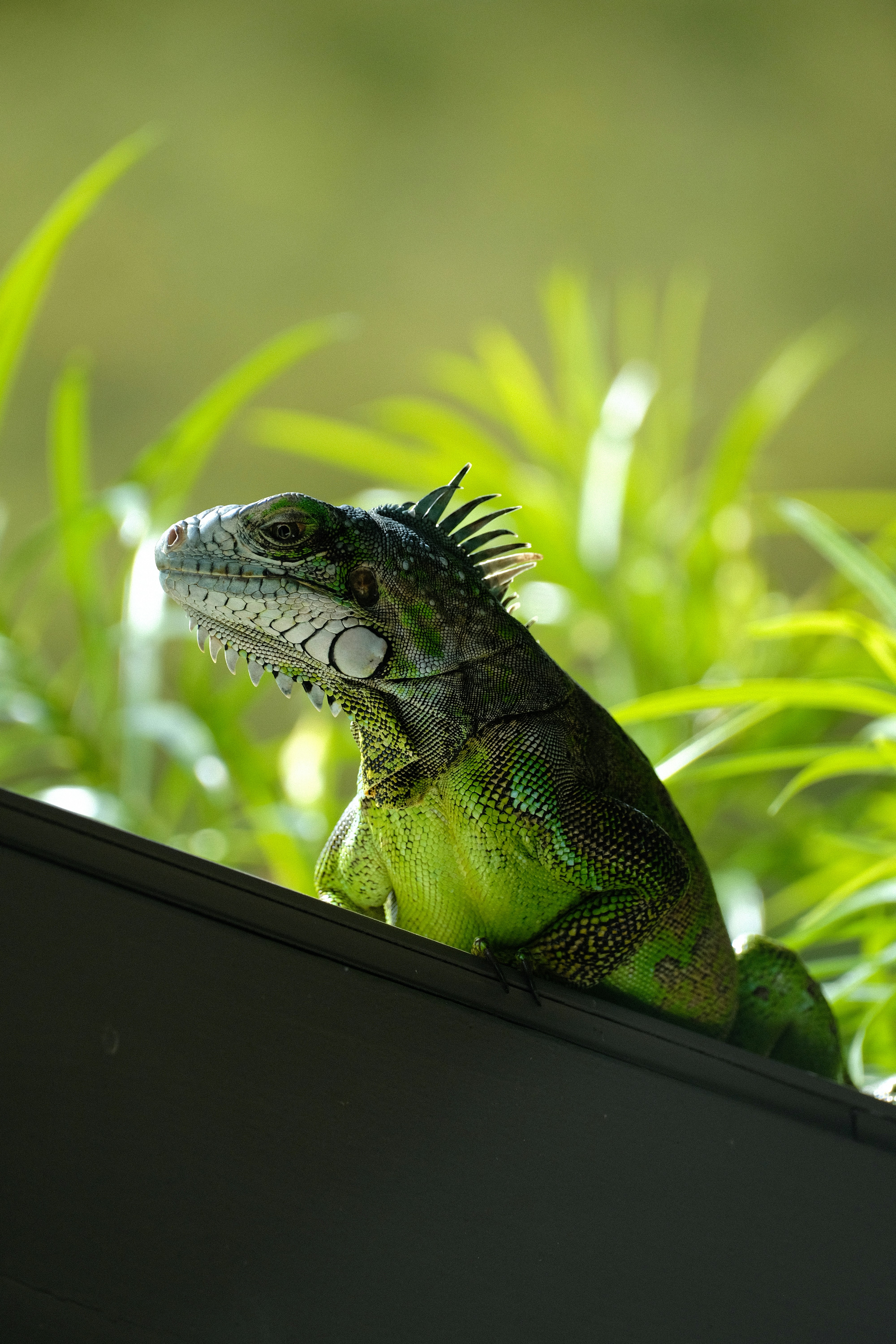 A green iguana perched on a dark surface with foliage.