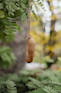 Tamarind pods hanging from a tree branch