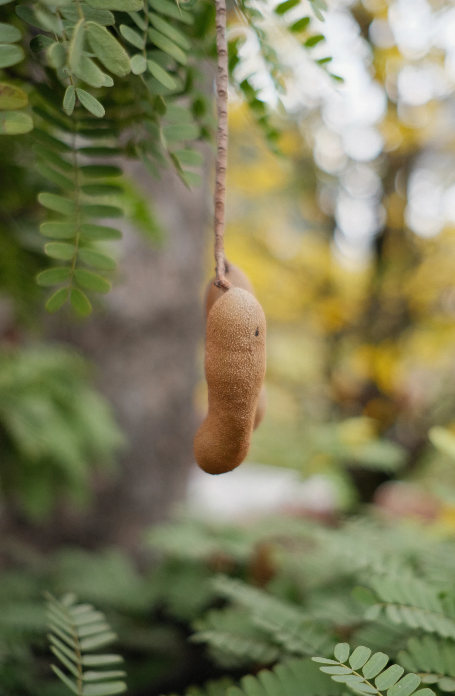 A tamarind pod hanging from the tree