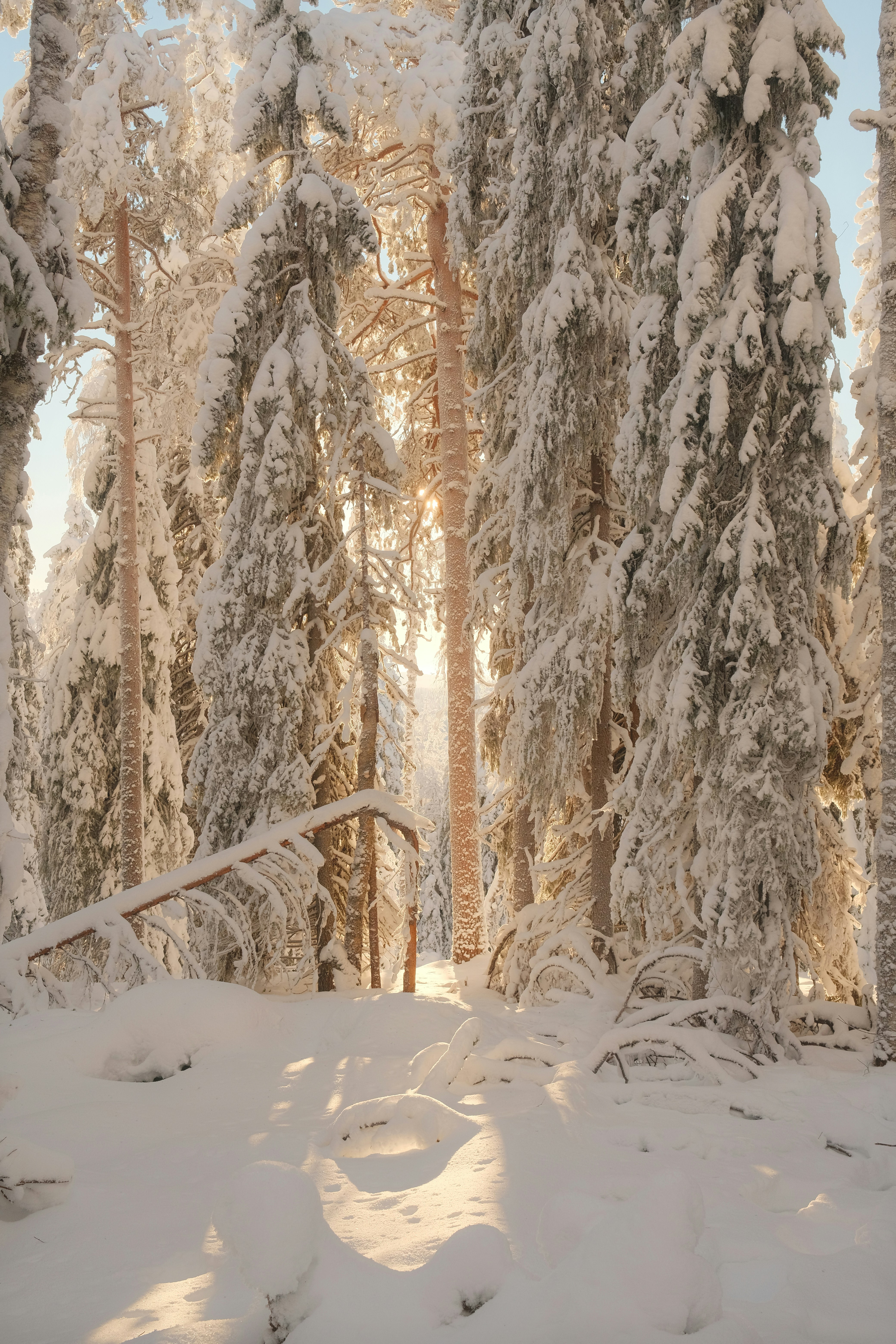 Sunlight streams through a snow-covered forest.