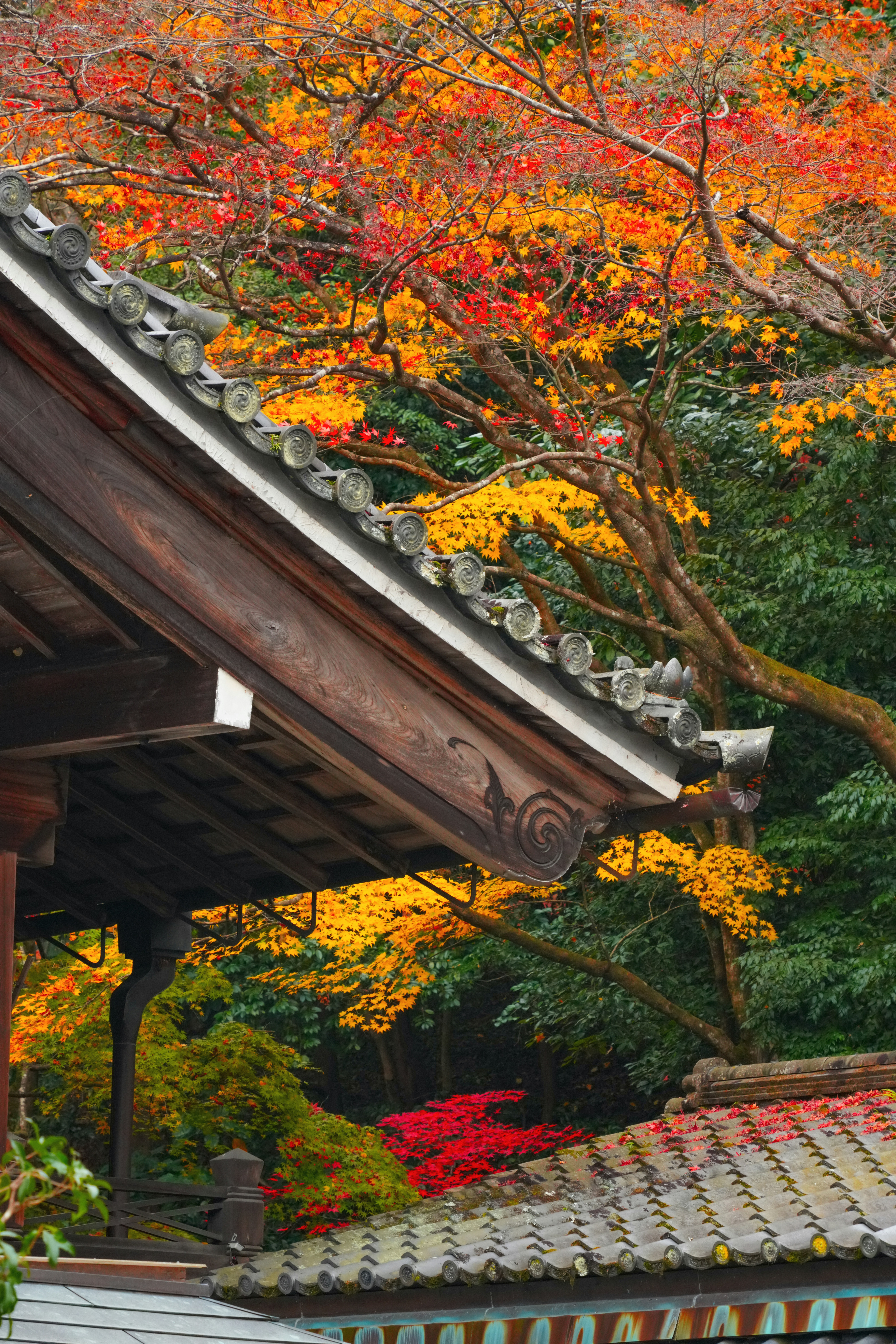 Japanese temple roof with vibrant autumn foliage