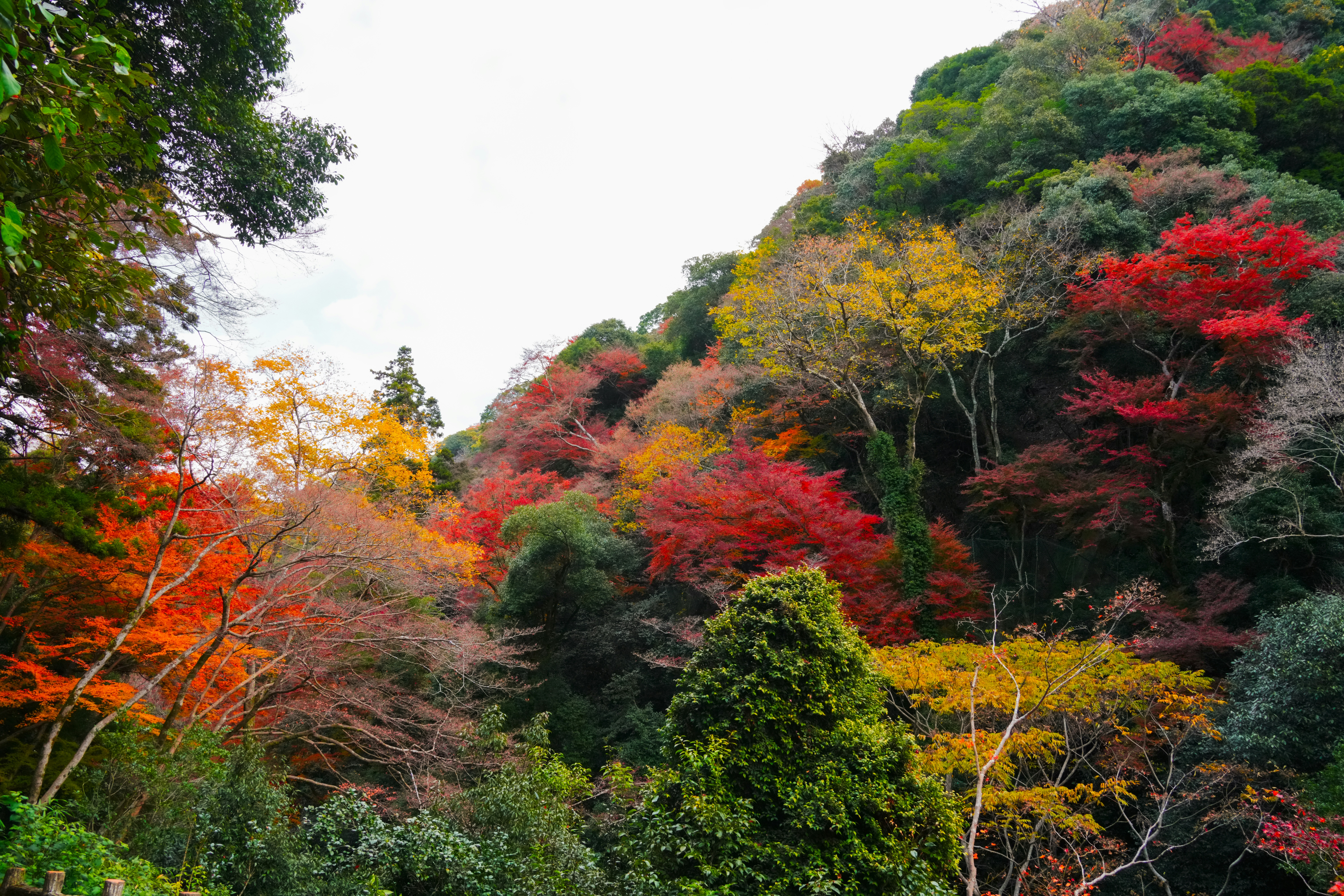 Autumn foliage covers a hillside with vibrant colors.