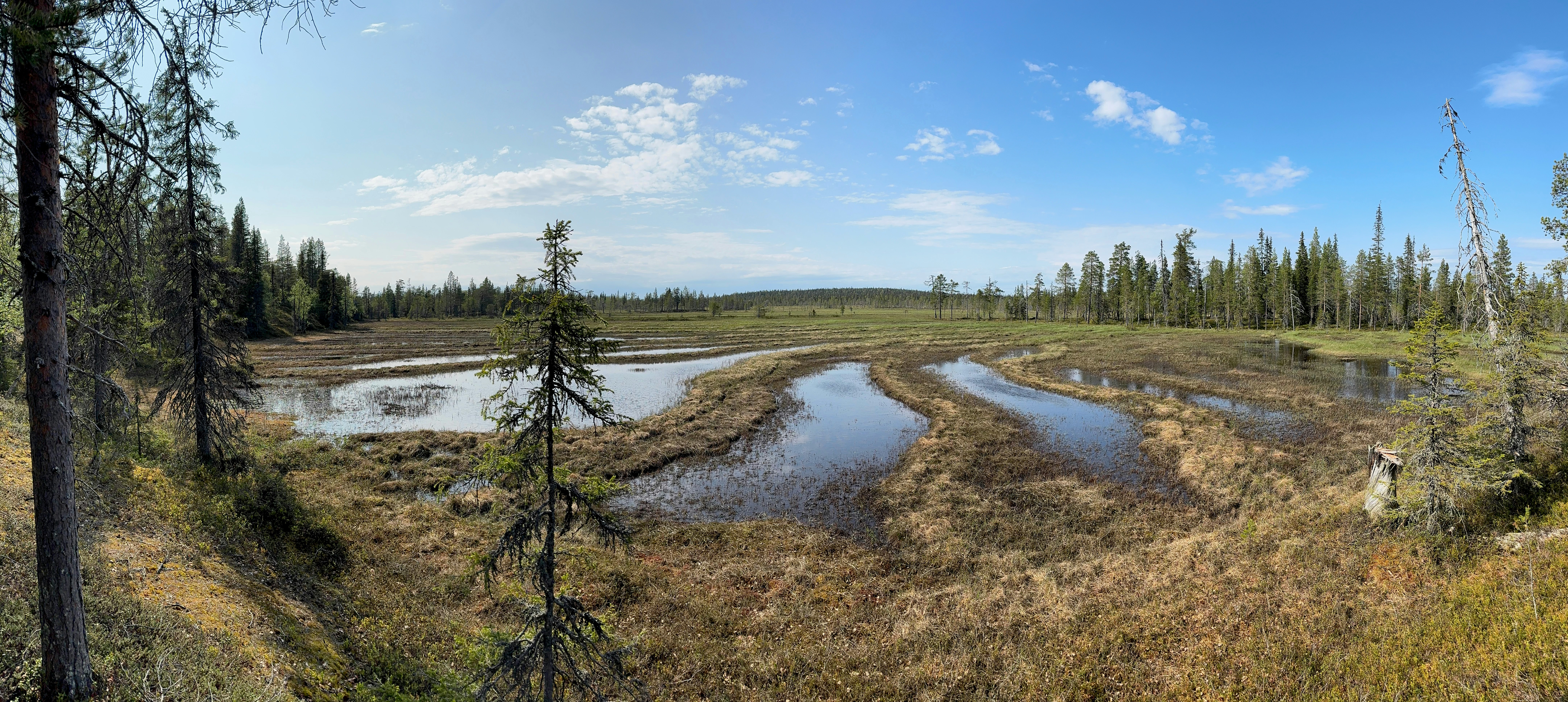 Wetland landscape with pools of water and scattered trees.