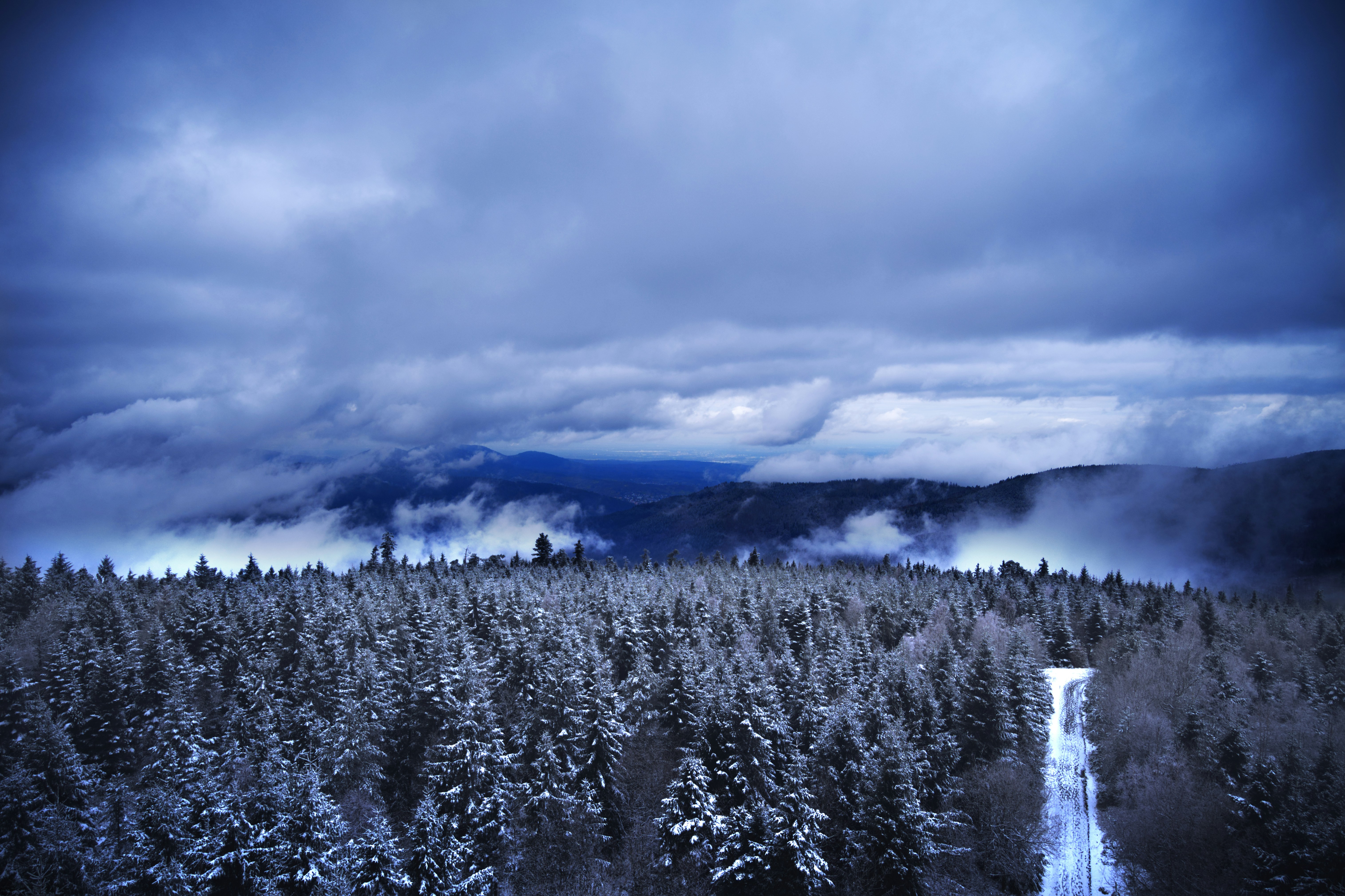 Bosque perenne cubierto de nieve bajo cielos tormentosos y dramáticos.
