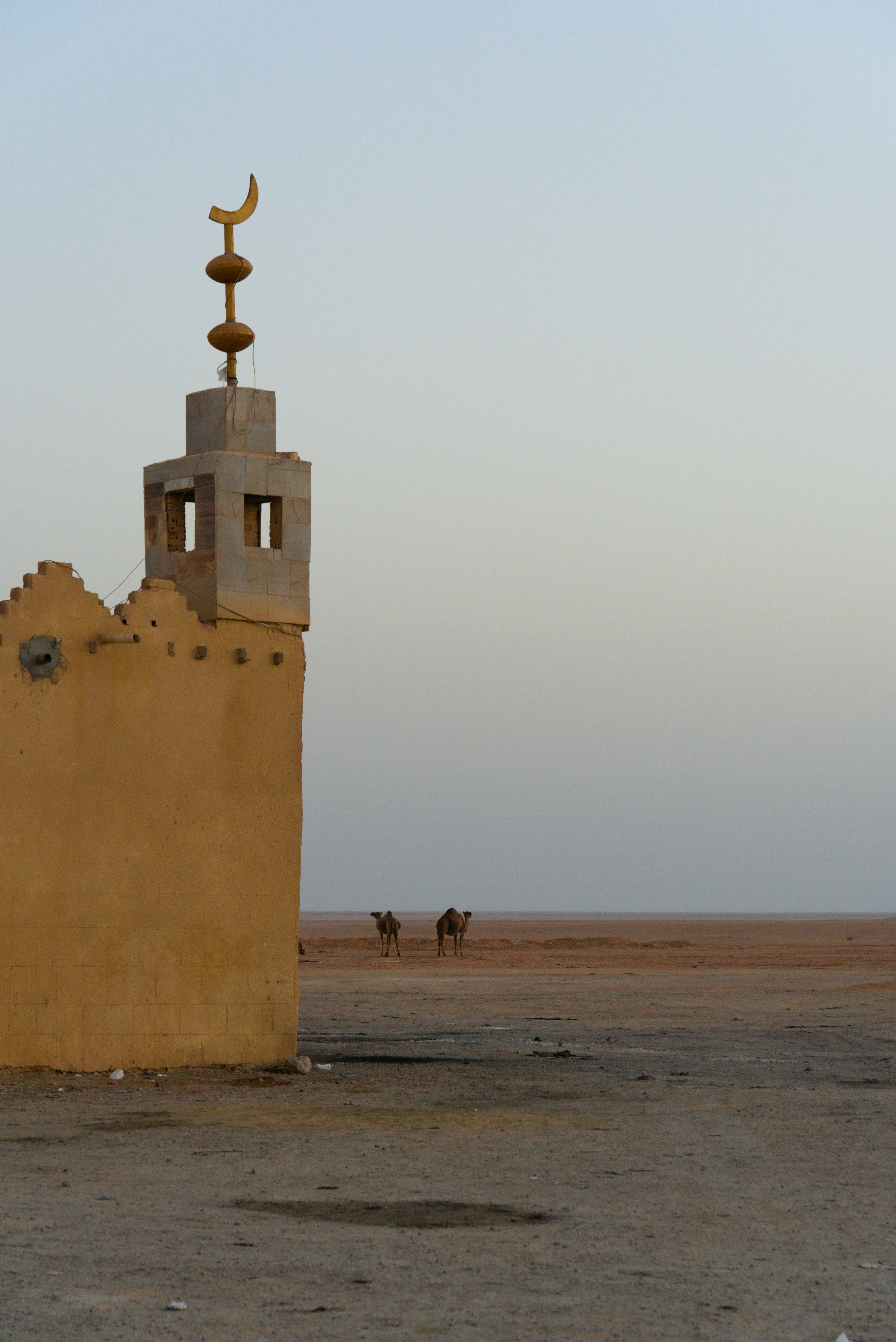 Two camels in a desert near a minaret