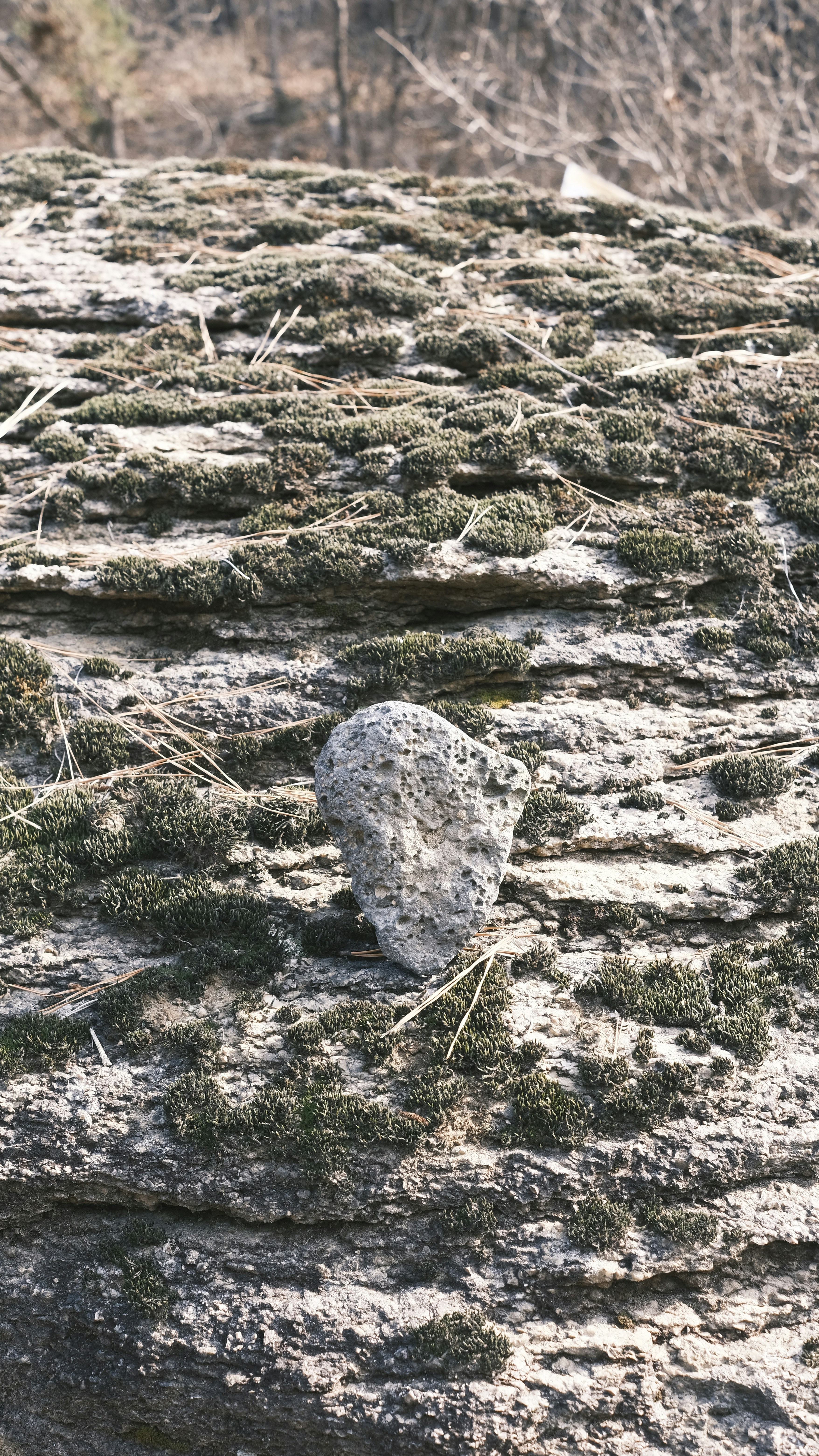 A small rock rests on a mossy, textured surface.