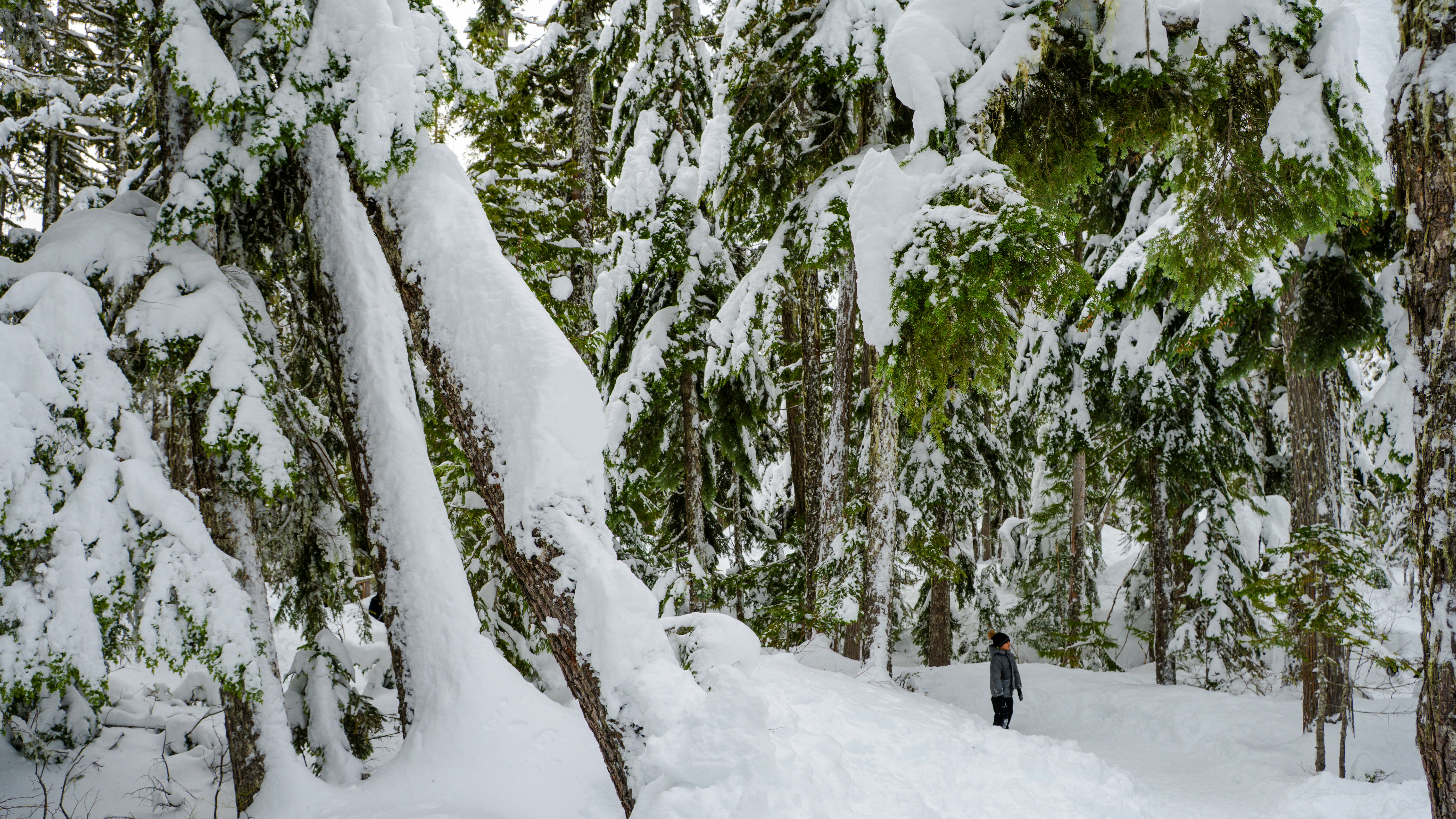 Photo by syawishrehman