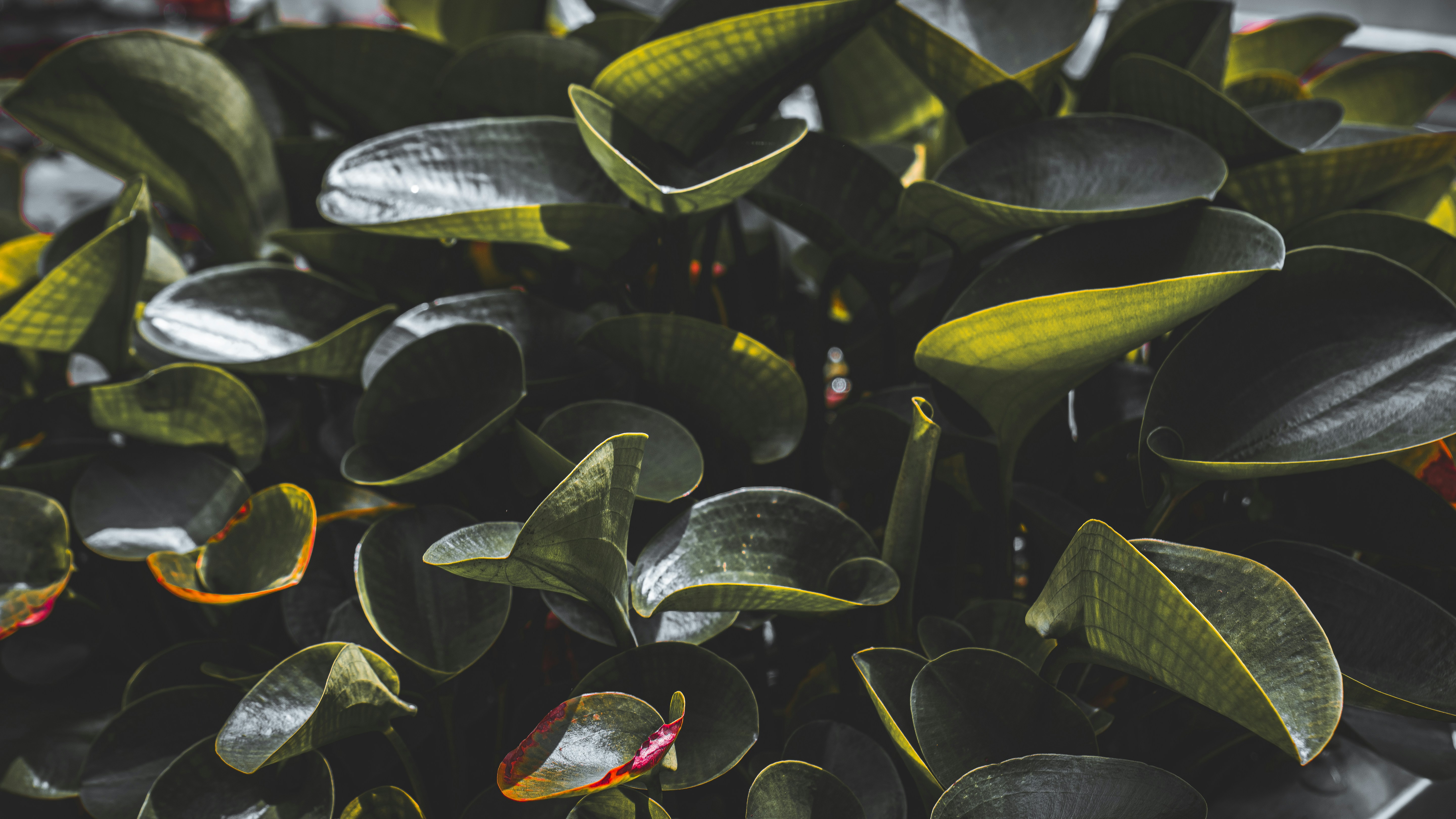 Photo by syawishrehman