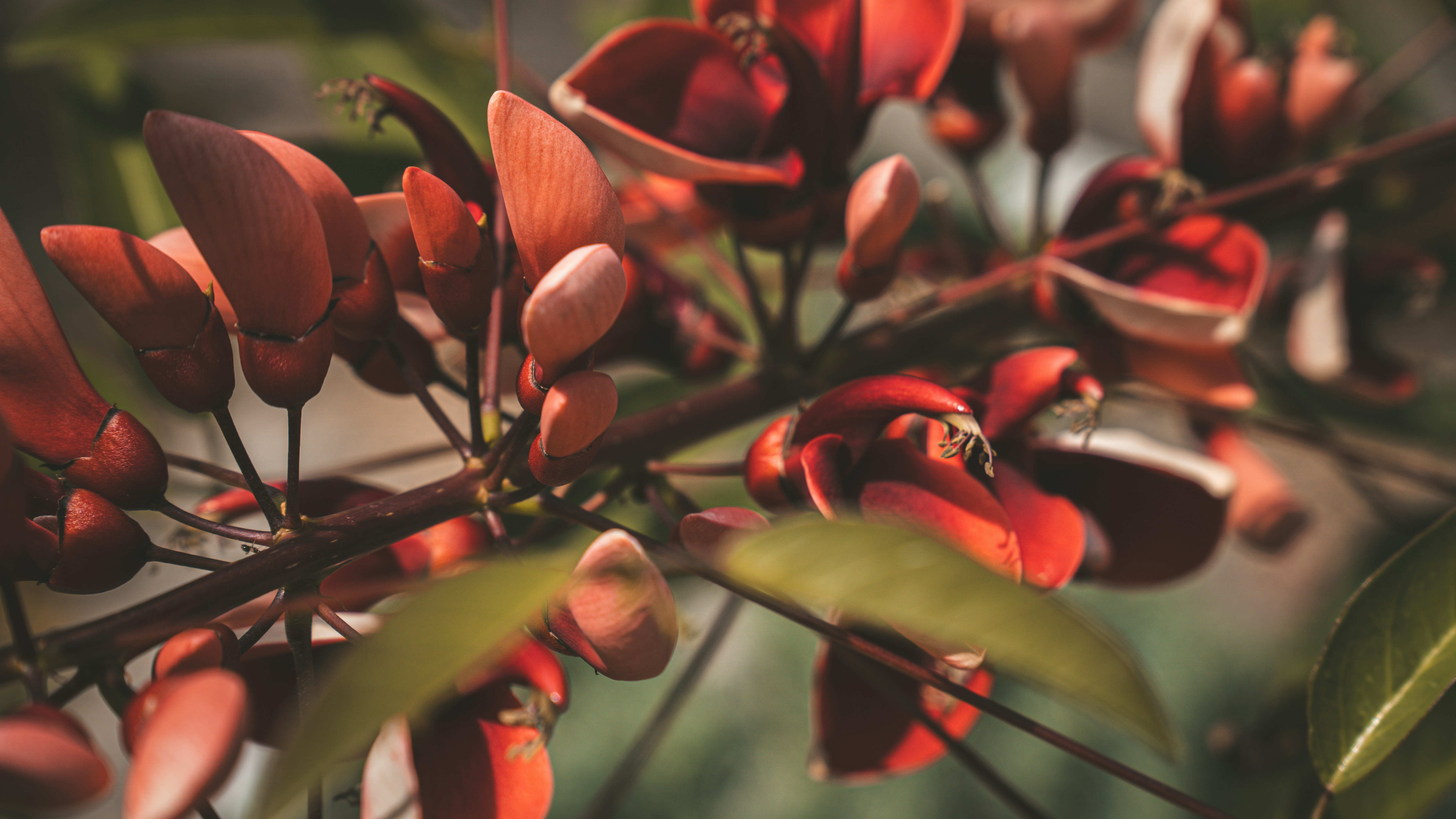 Photo by syawishrehman