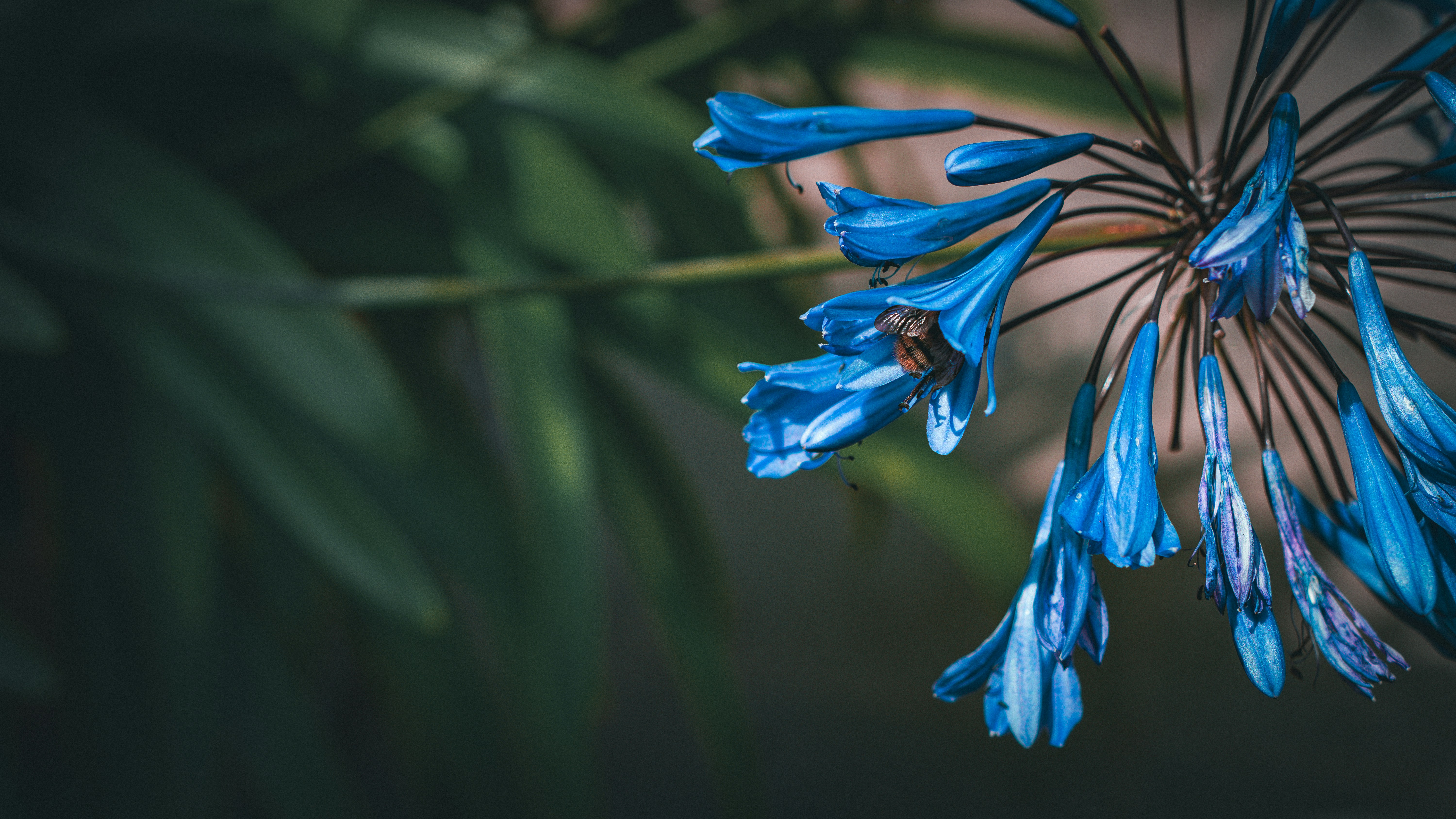 Photo by syawishrehman