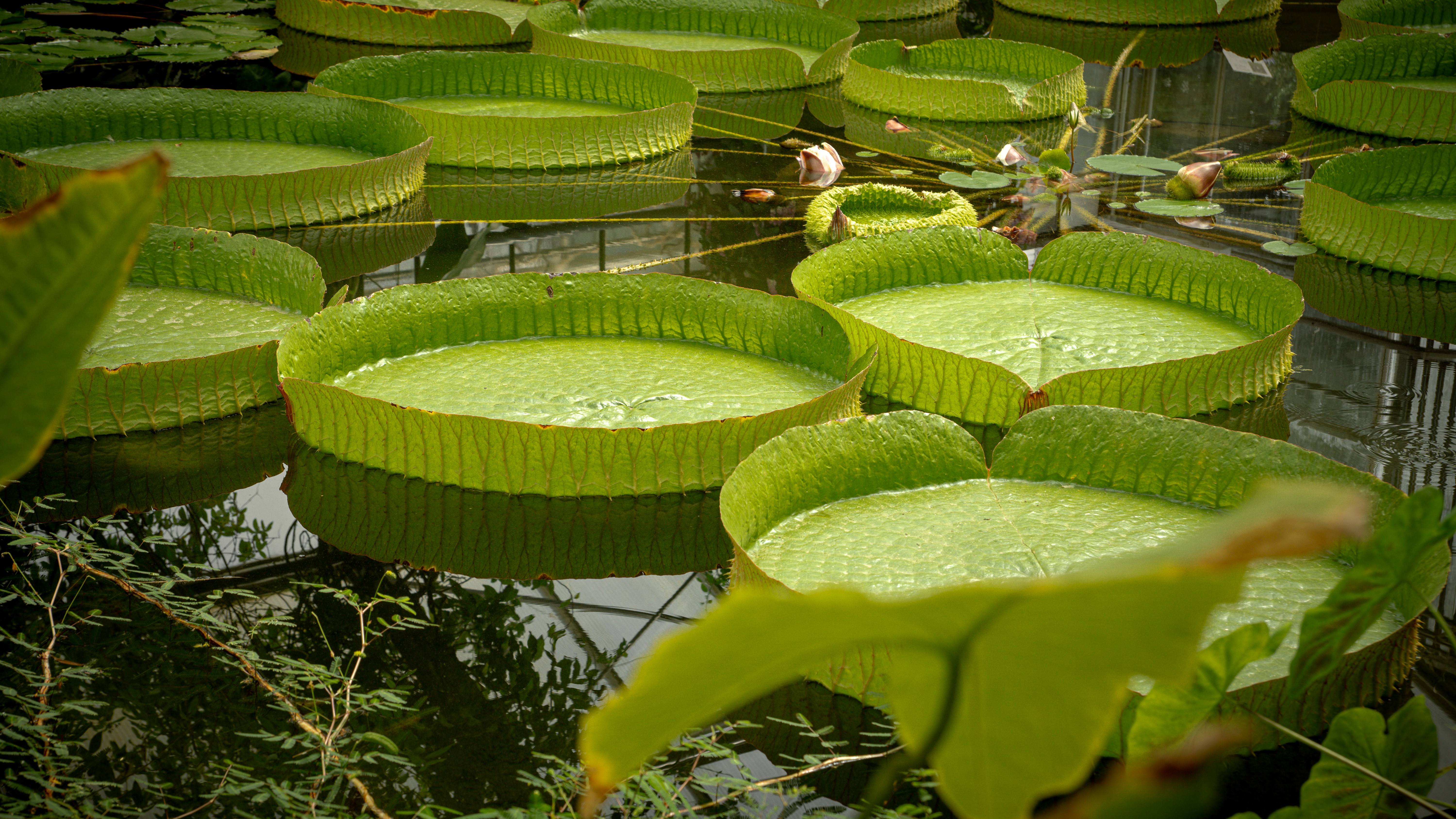 Photo by syawishrehman