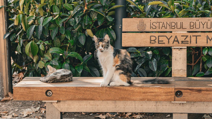 Pet Friendly Stays
