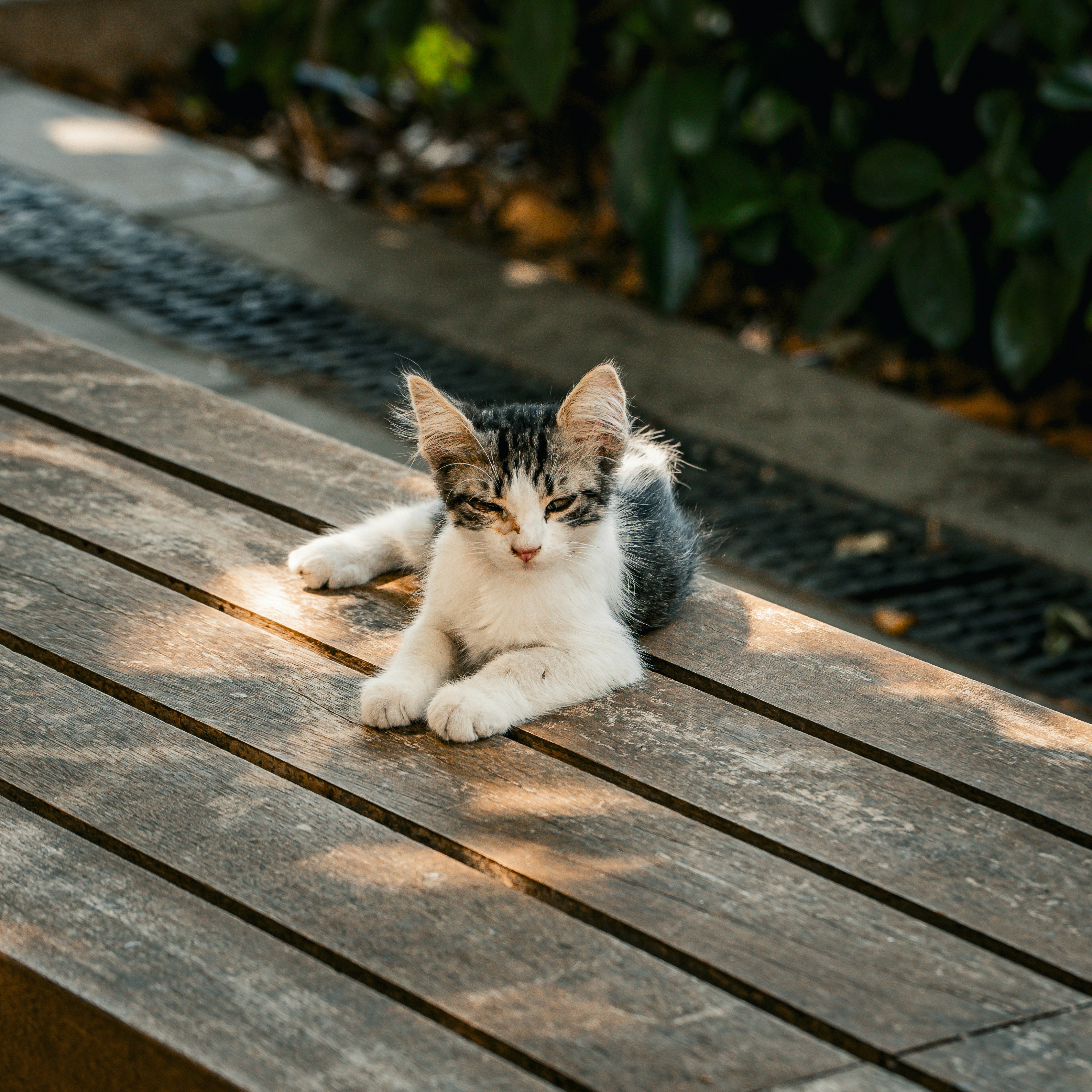 Photo by syawishrehman