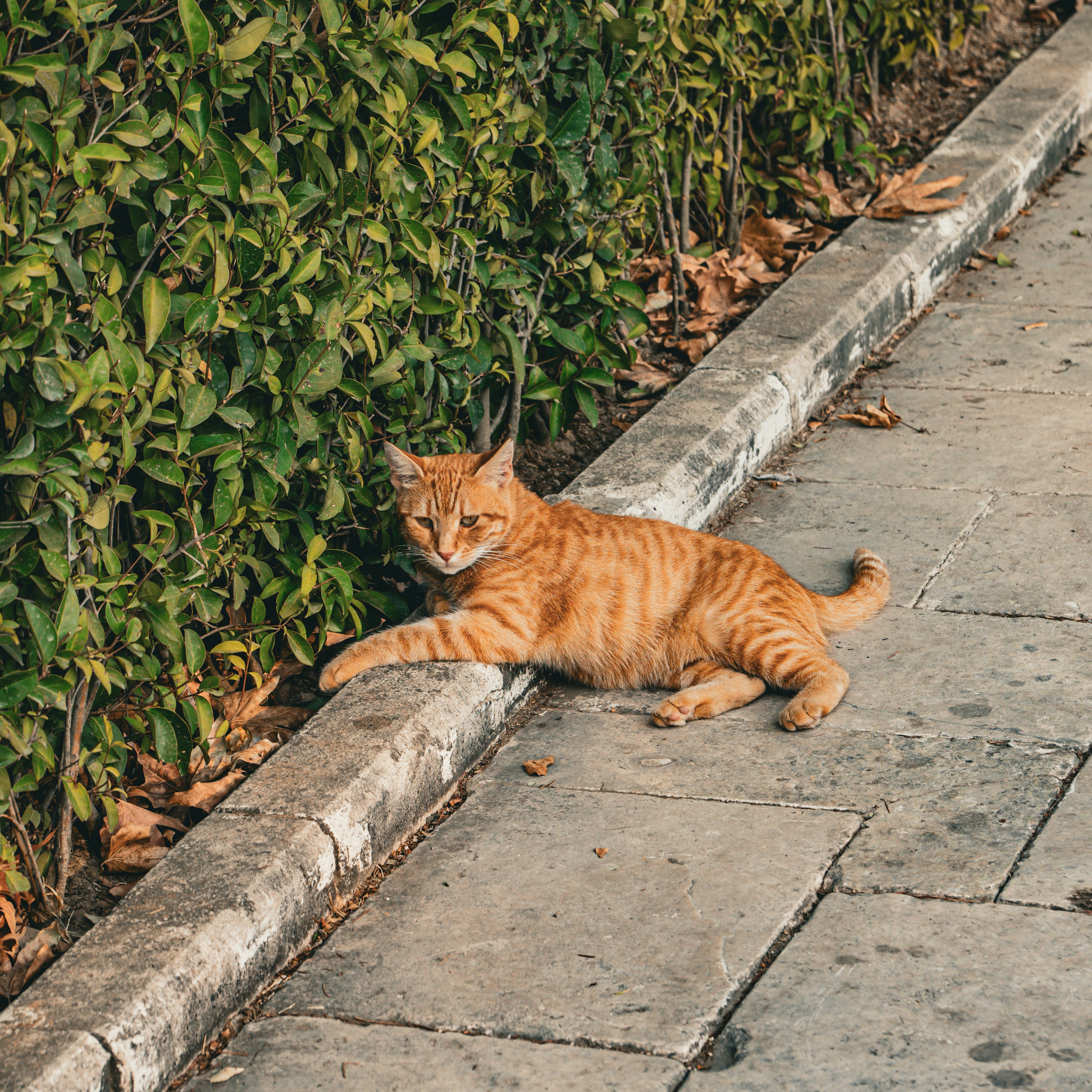 Photo by syawishrehman