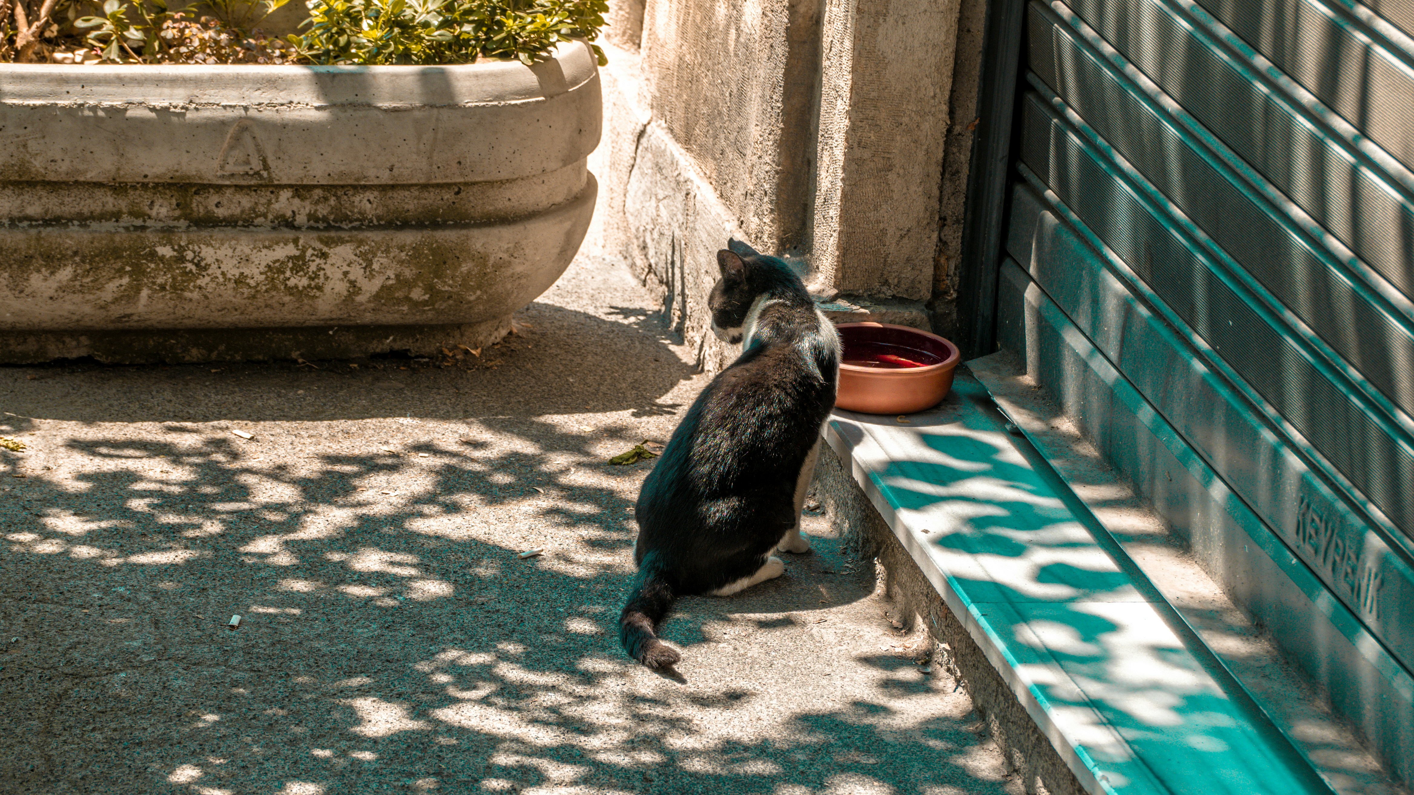 Indoor cat showing signs of cat food allergies near a feeding station
