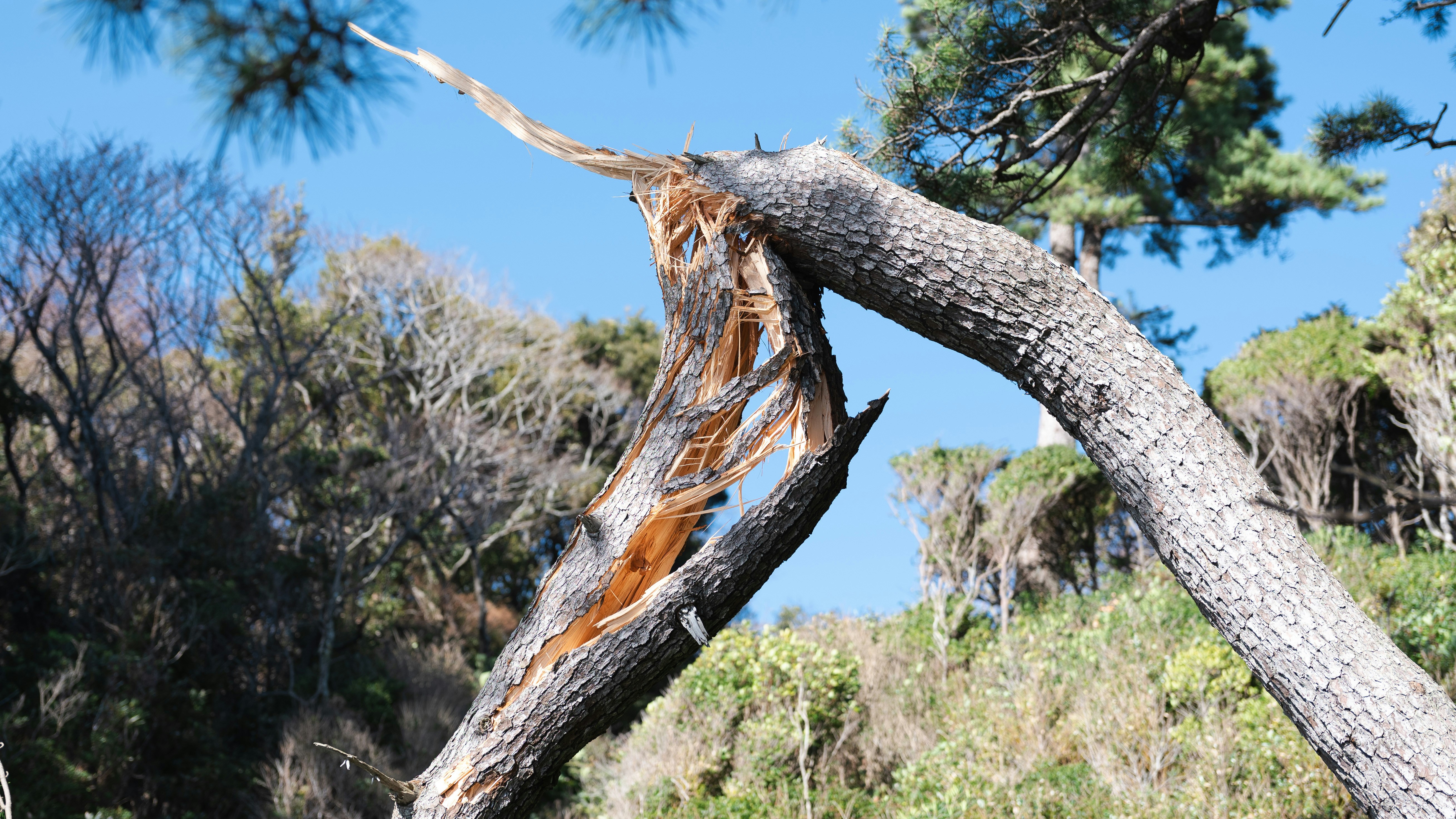 Broken tree branch against a blue sky