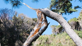 Broken tree branch against a blue sky