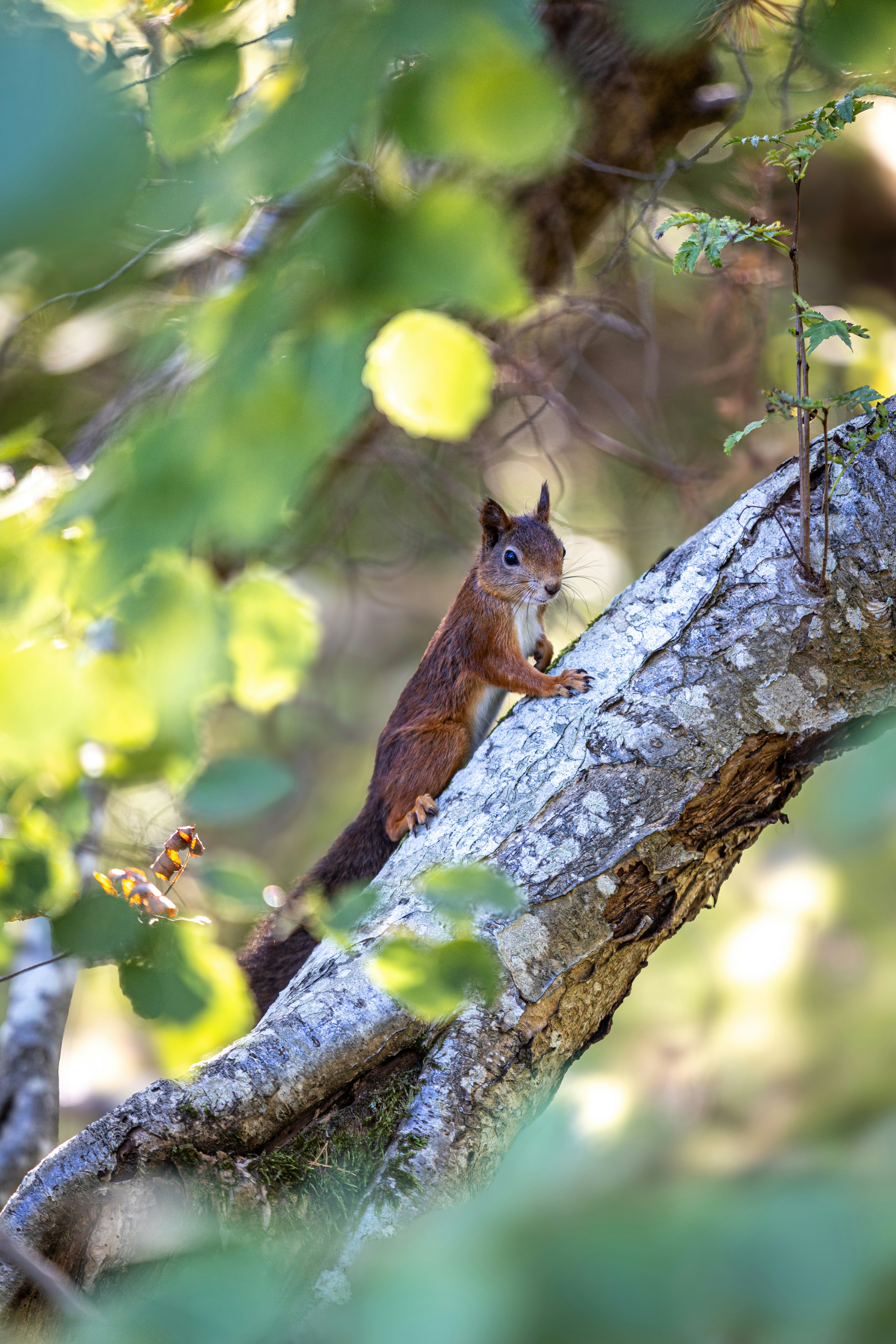 A red squirrel climbs on a tree branch.