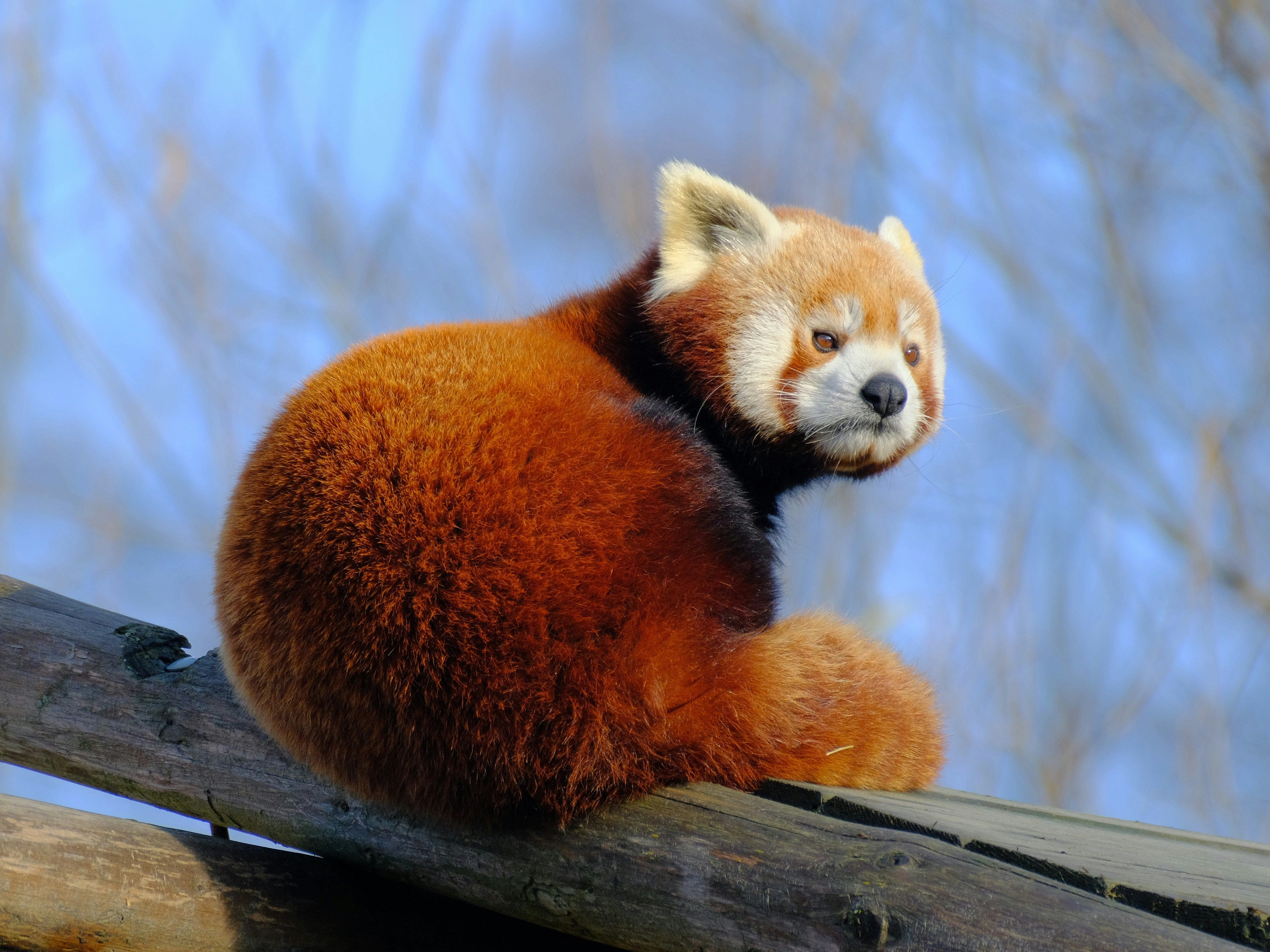 Un panda rojo está sentado sobre una viga de madera.
