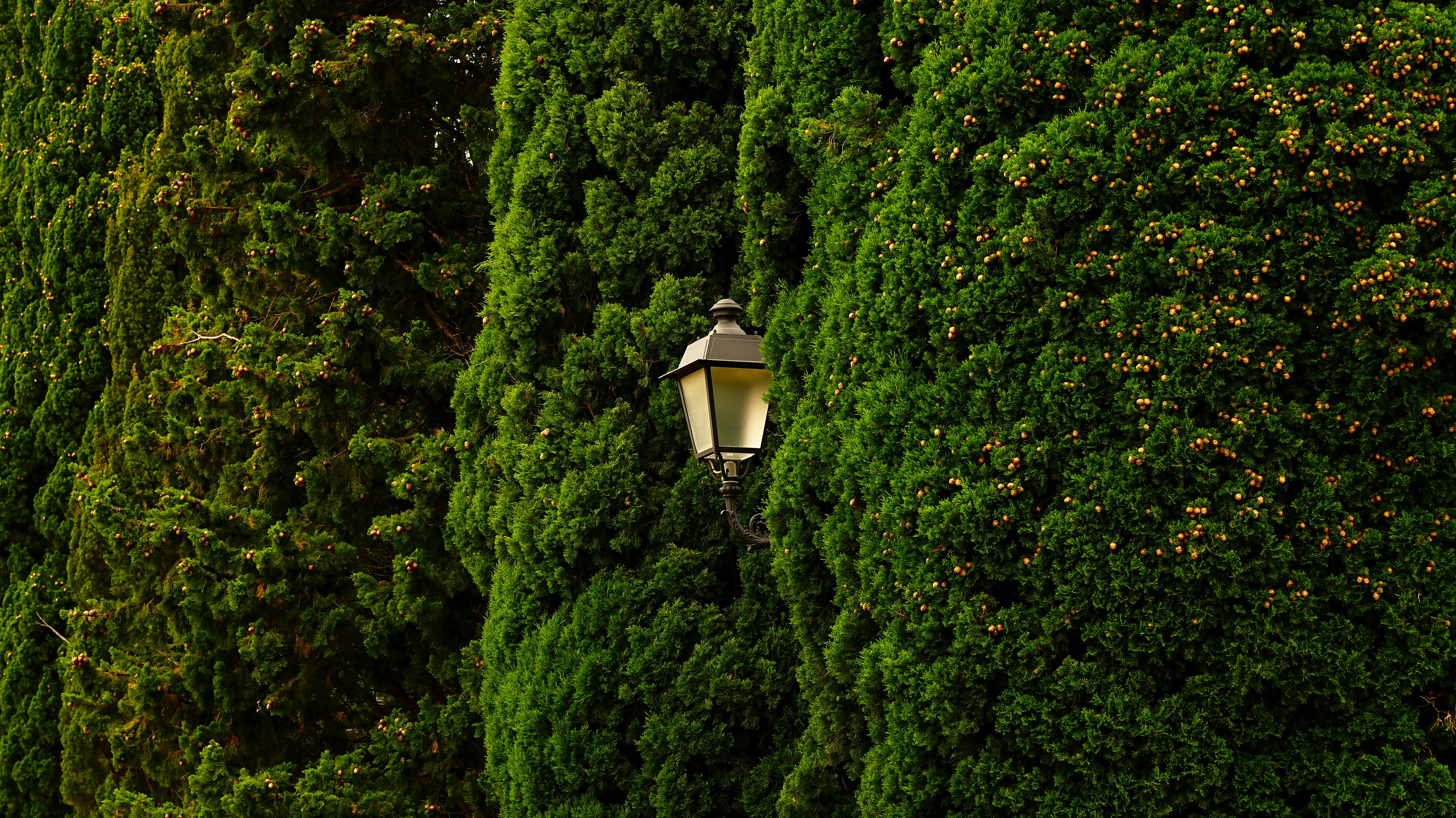 Eine Vintage-Laterne hängt zwischen dichtem grünem Laub.