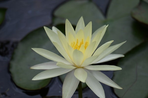 Grapevine Botanical Gardens in Grapevine Texas