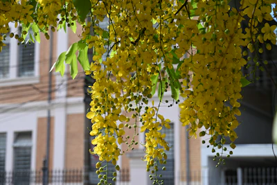 Amaltas Golden Shower Yellow Flowers India Cassia fistula — PlantCare