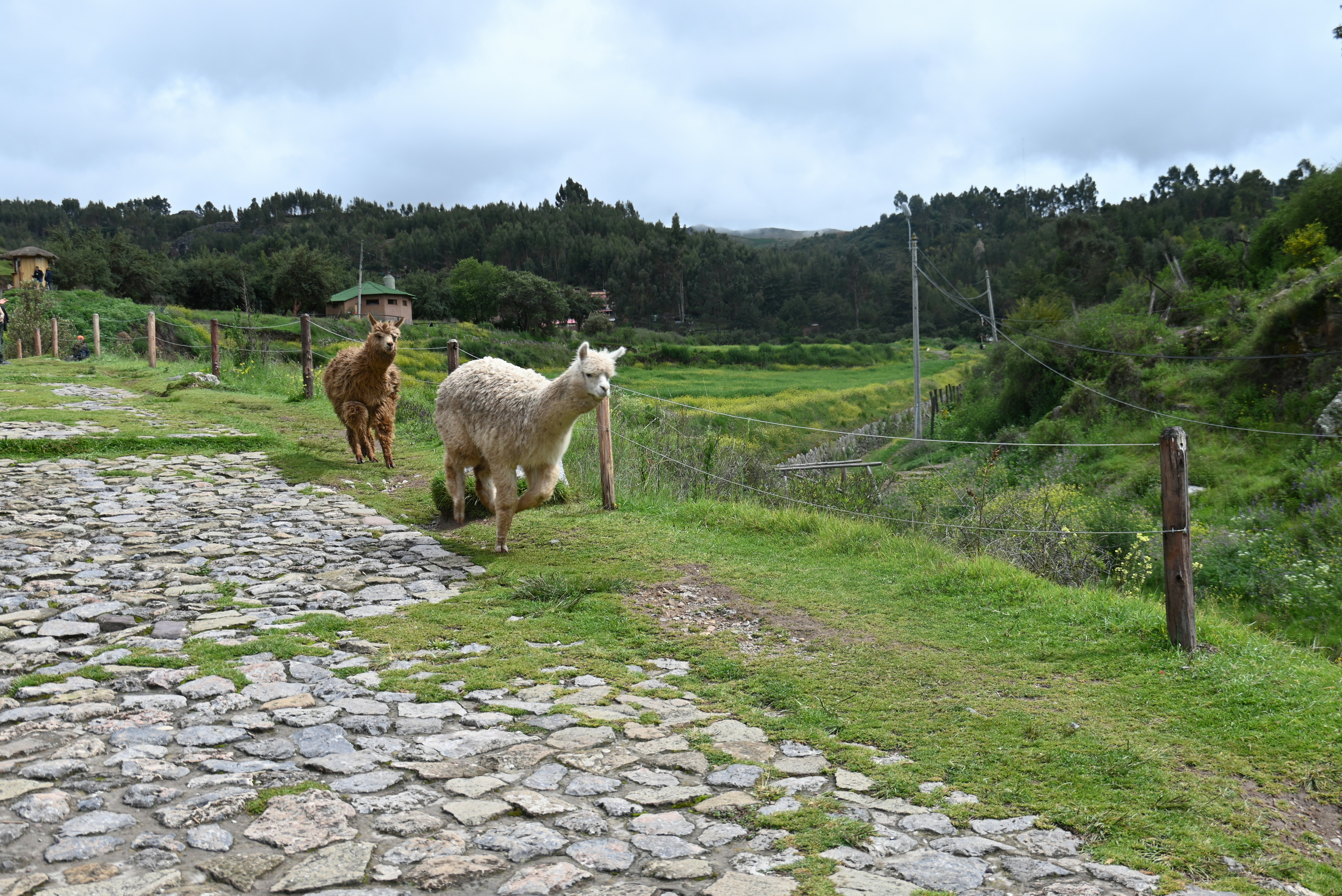 Two alpacas walking on a grassy path.