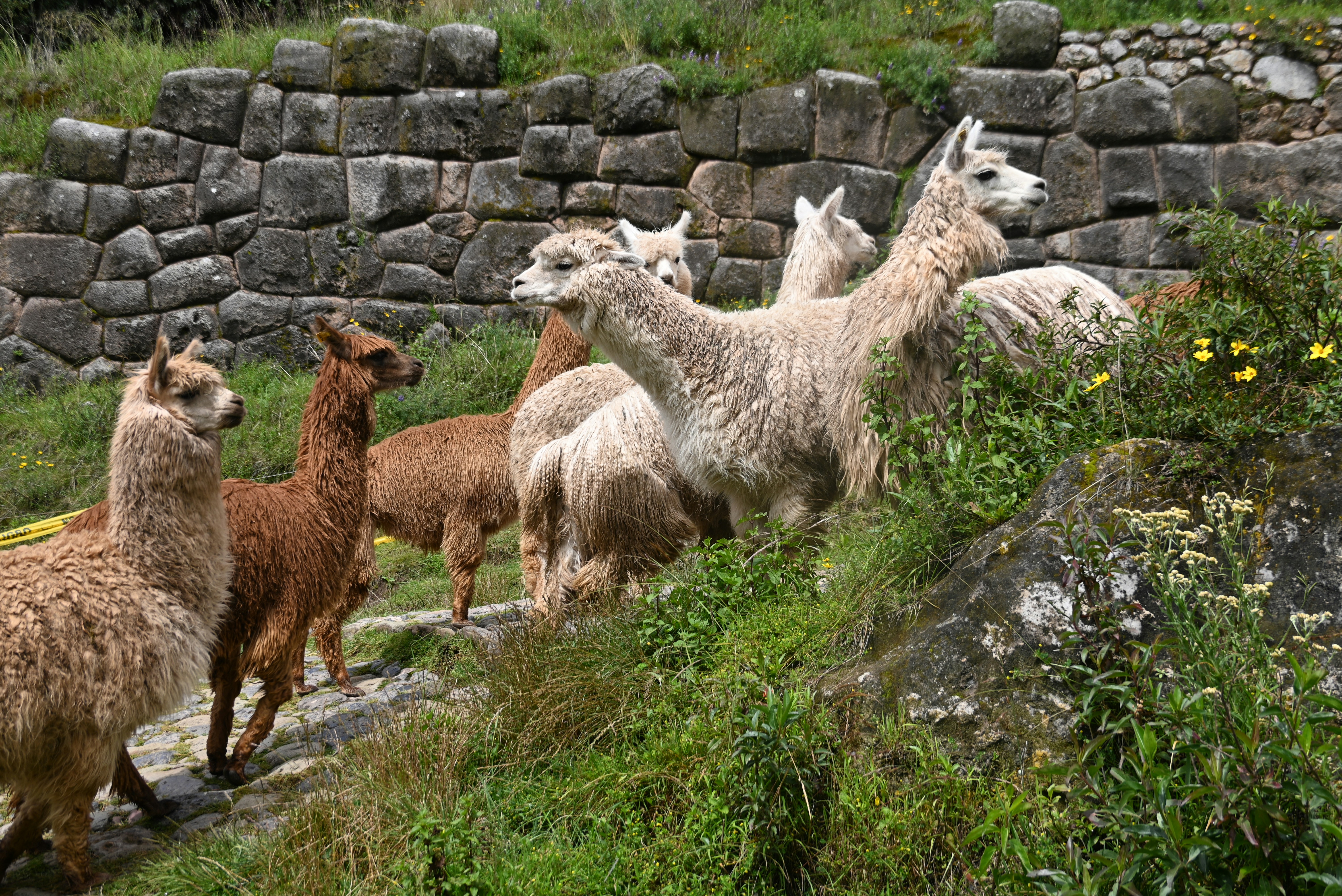 A group of llamas stand near a stone wall.