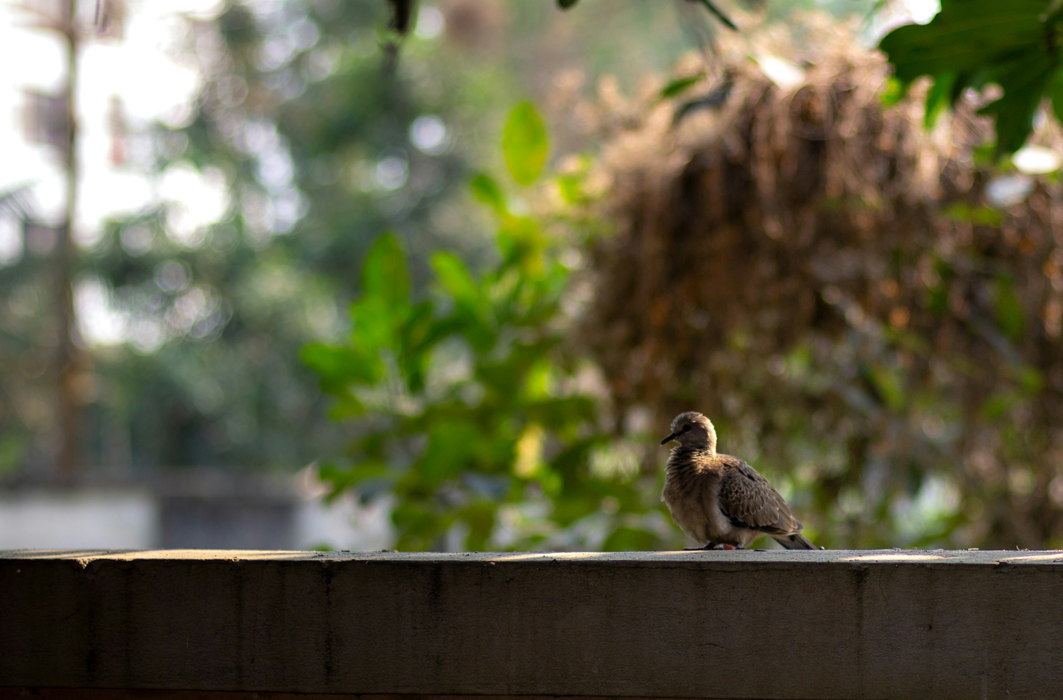 bokeh blur background photography